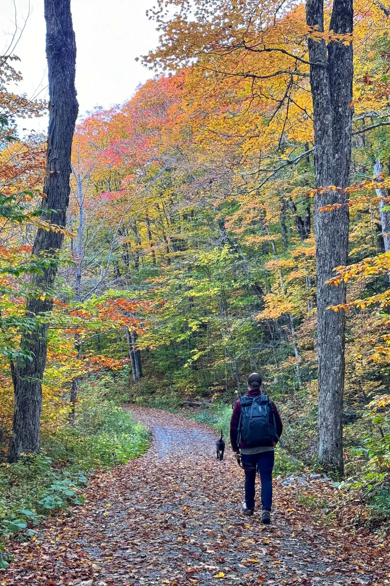 man and dog walking on trail up to mount greylock