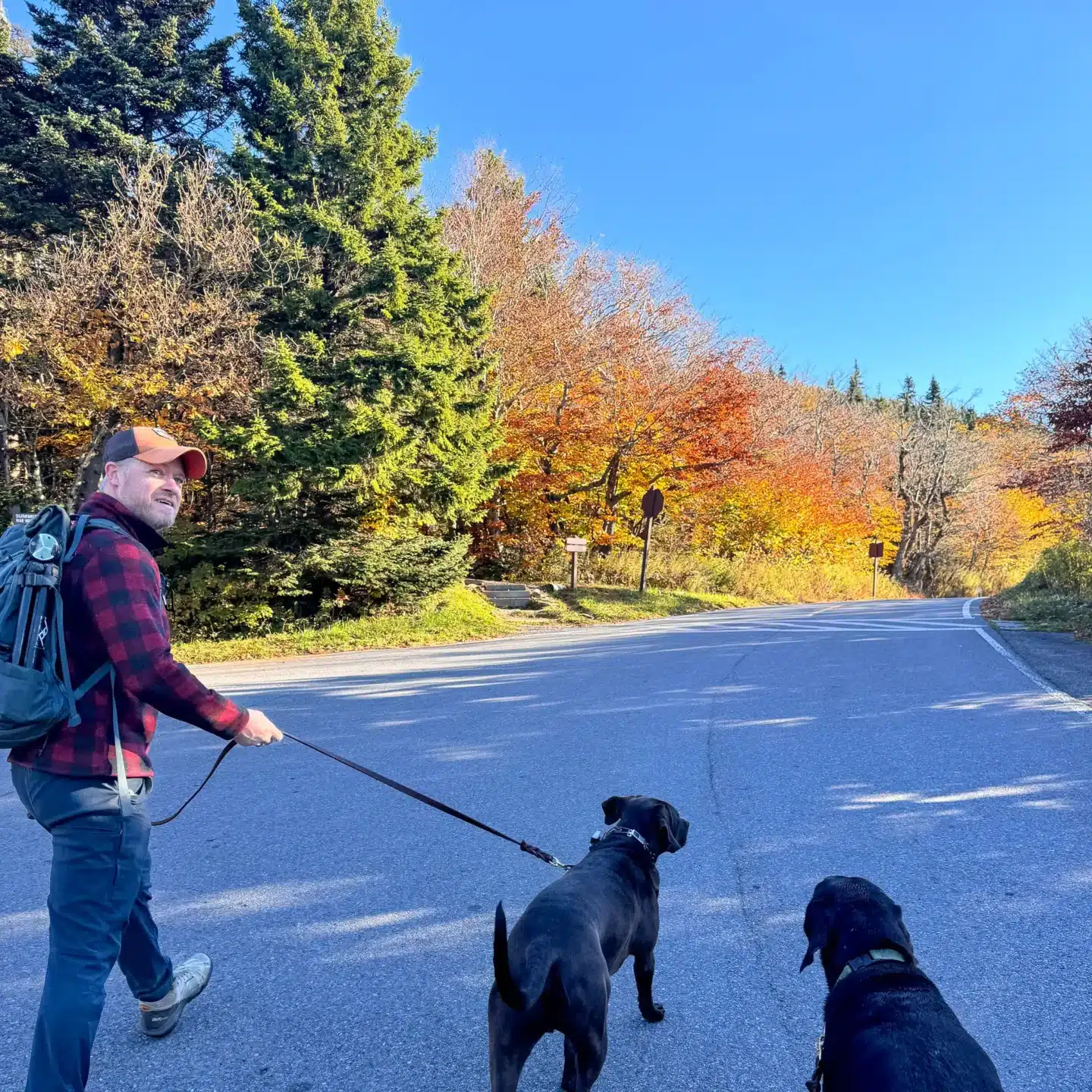 man in red flannel with two dogs on hike up to mount greylock in fall