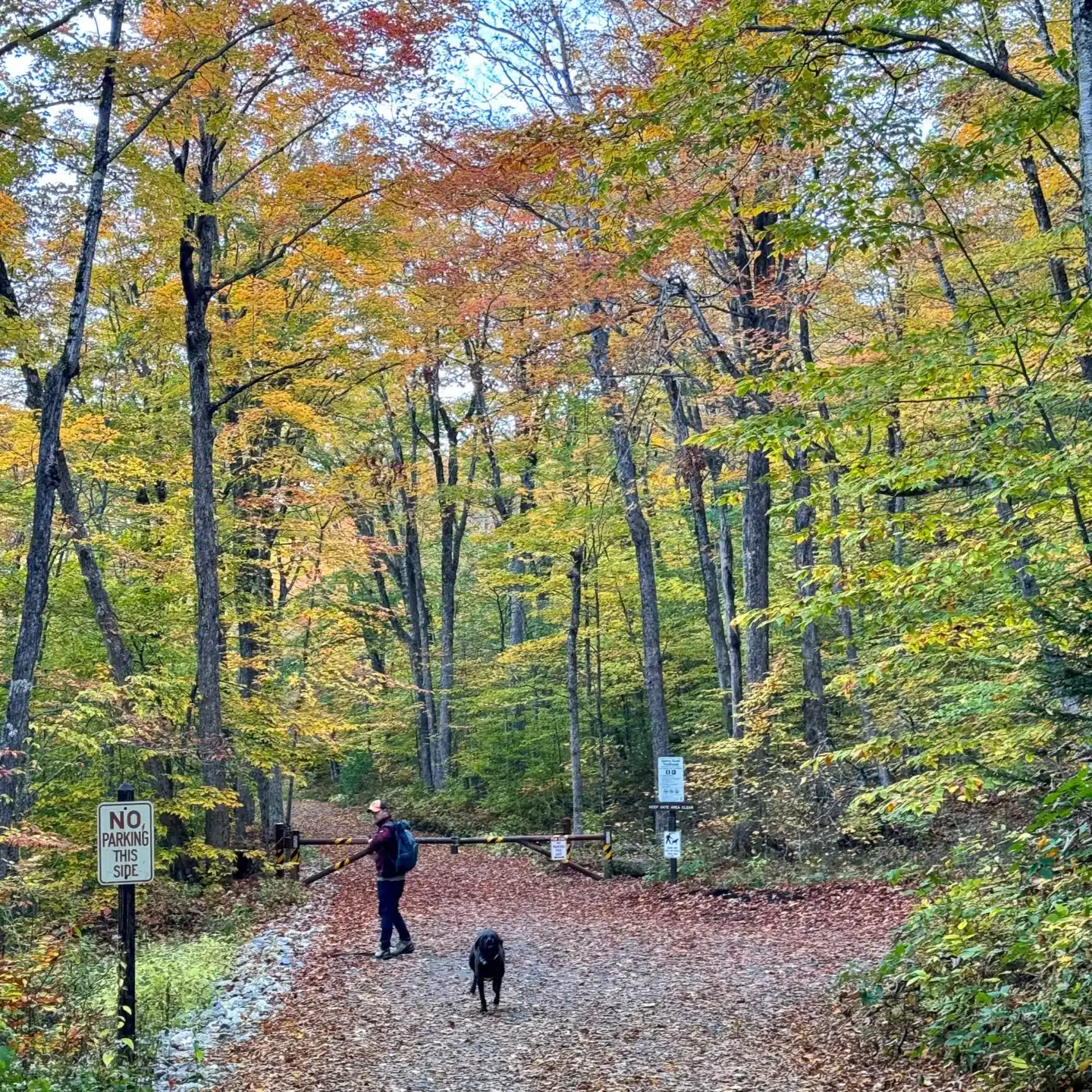 man and dog on hike up to mount greylock with fall leaves on trees