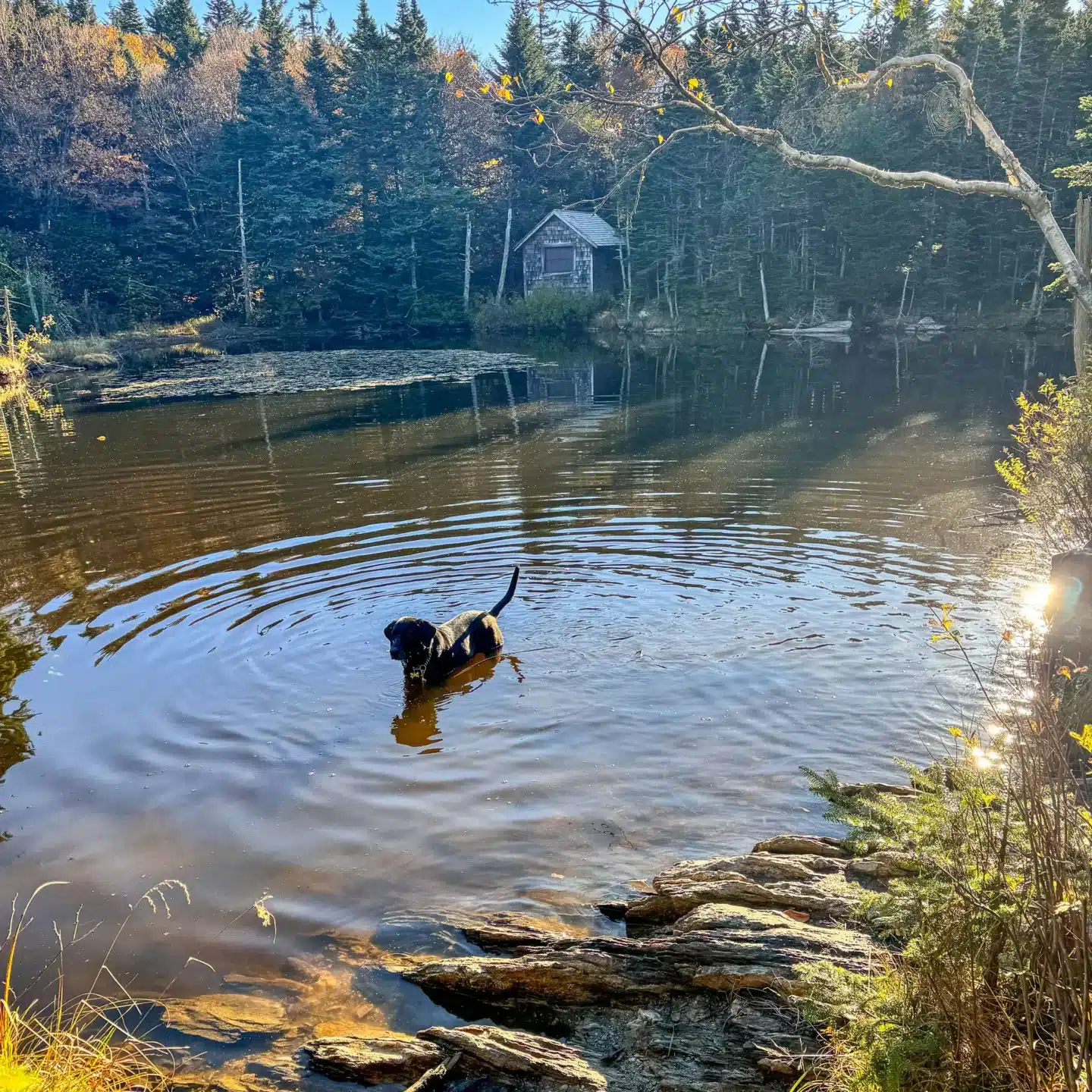 black doggie in water on hike up greylock