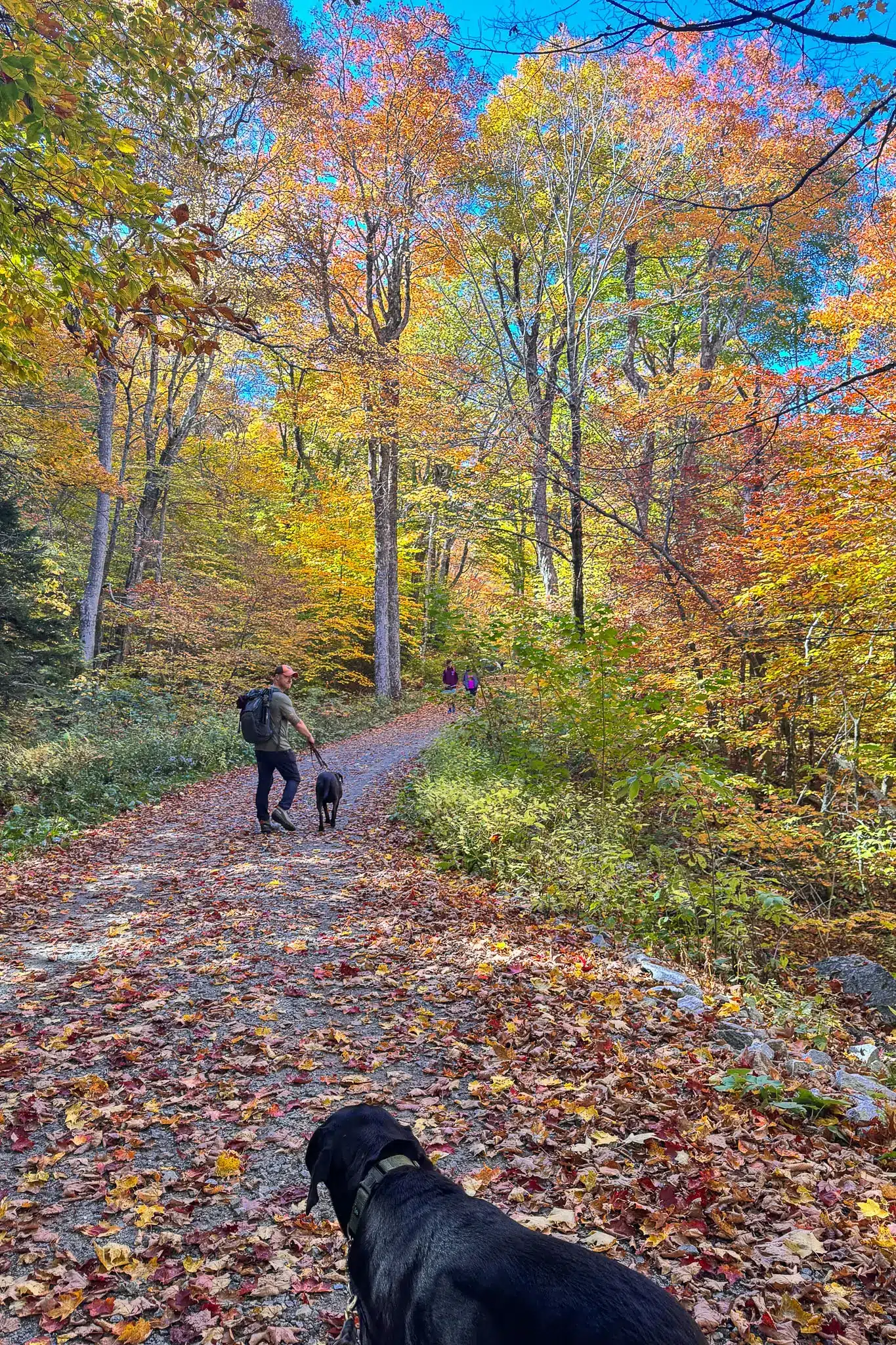 Best Route Up Mount Greylock: A Moderate 4.7 Mile Loop