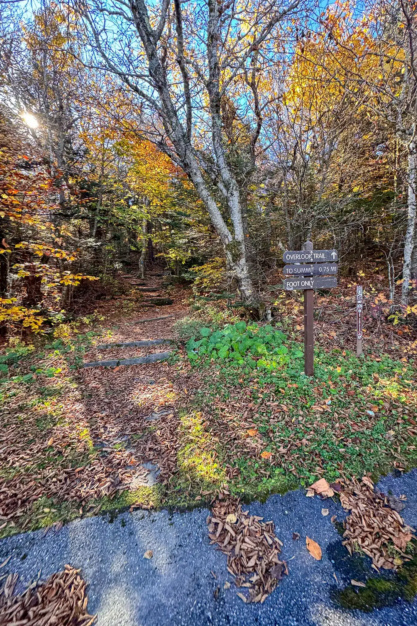 fall trail up hopper and sperry trail at mount greylock