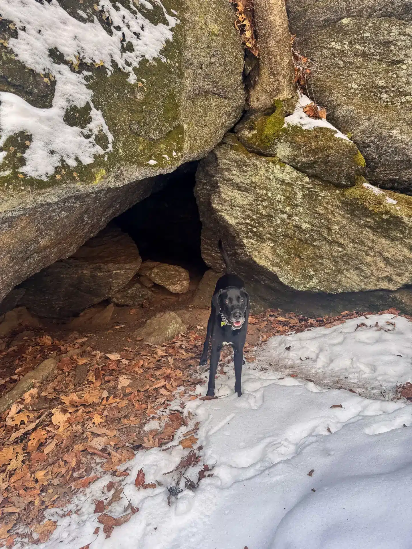 black dog at cave opening with snow on ground