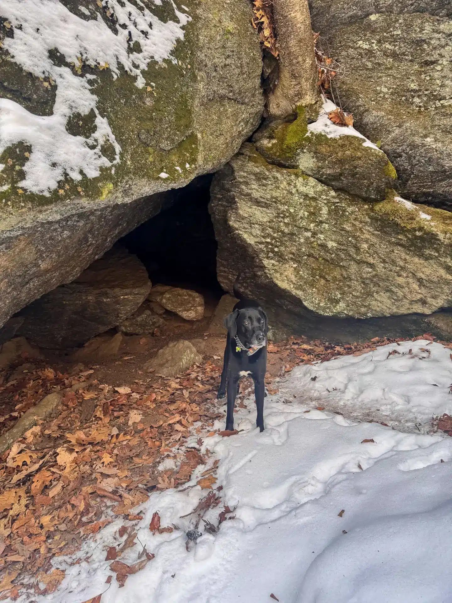 black dog at cave opening with snow on ground