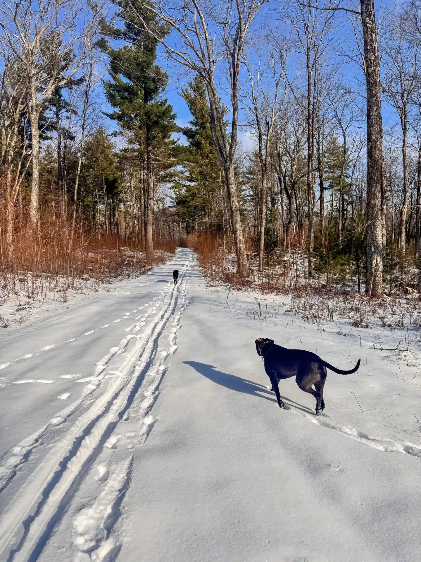 brown dog on snowy hike with tracks in snow and blue skies