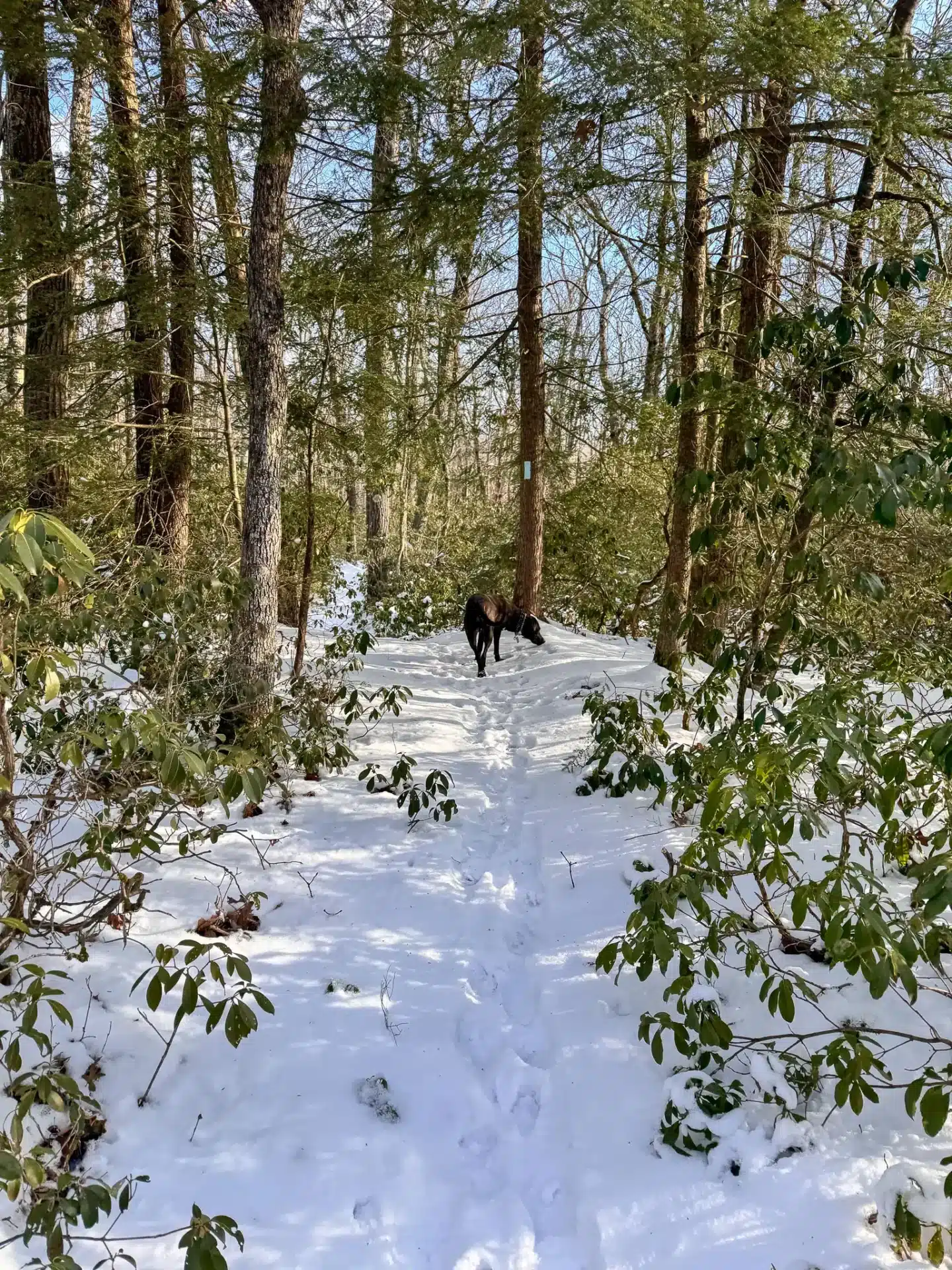 black dog on snowy trail in connecticut with green bushes