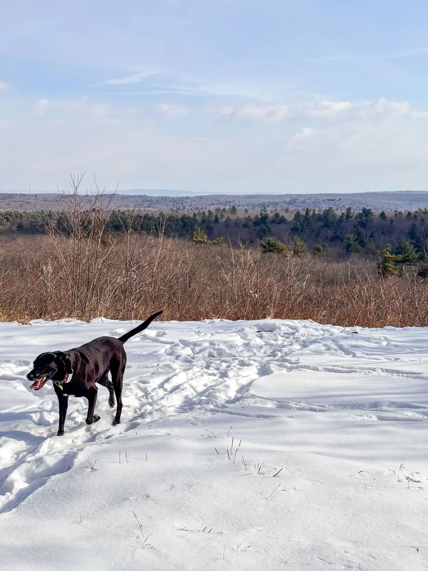 black dog with tongue out on top of snowy pine mountain in connecticut