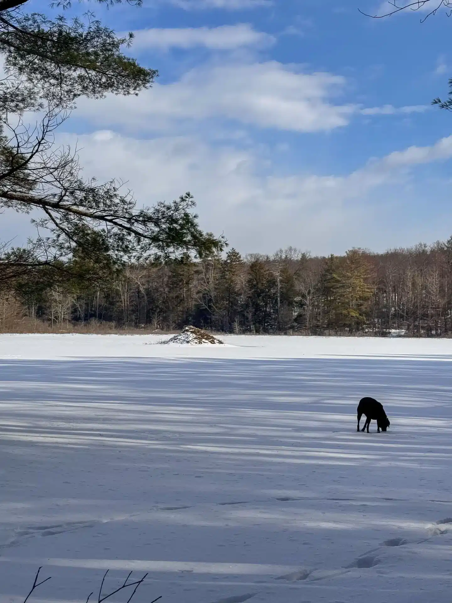 large brown dog standing on frozen snow covered lake with evergreen trees lining the lake