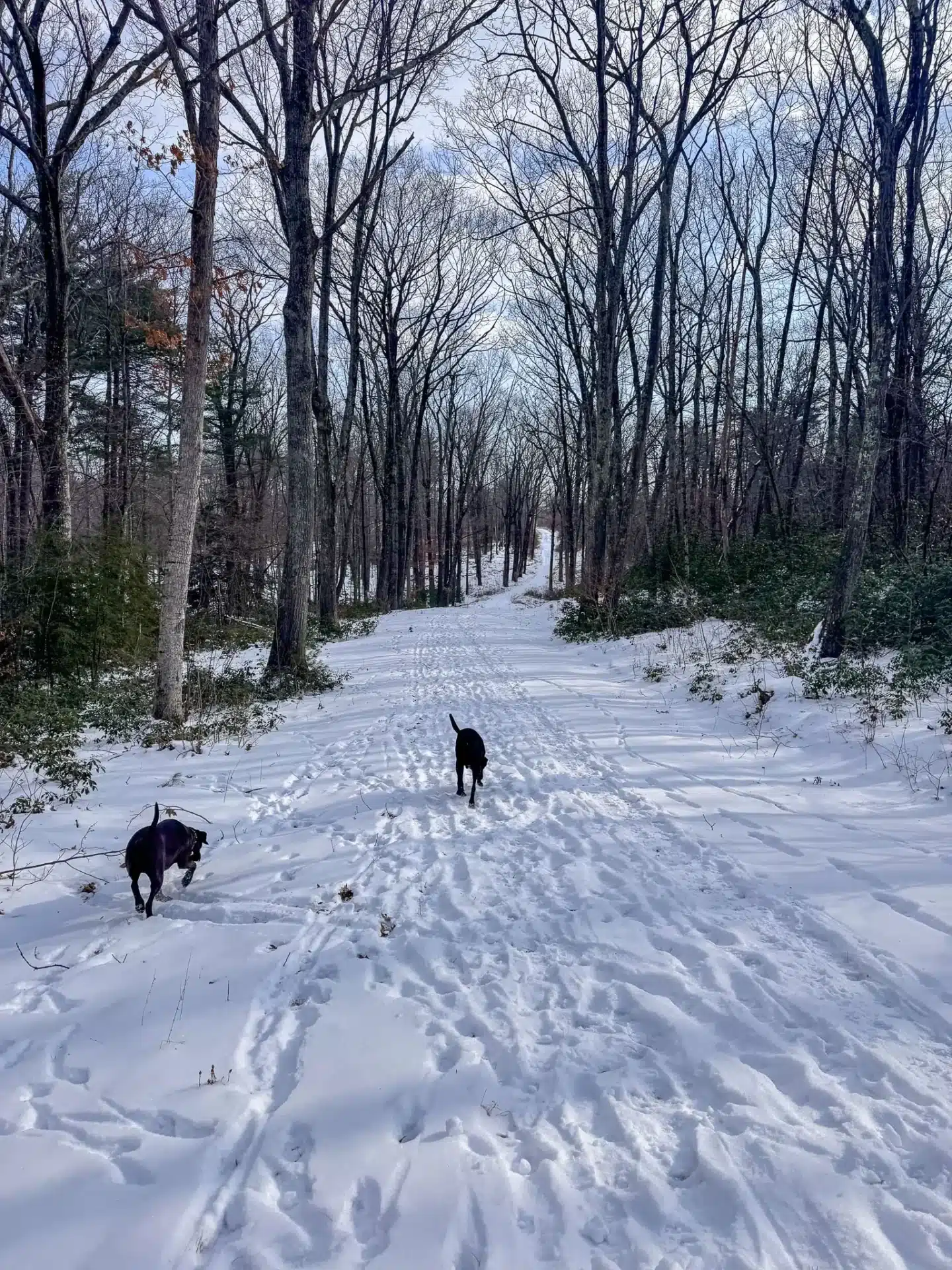 big brown and black dogs running off leash along snowy trail in connecticut