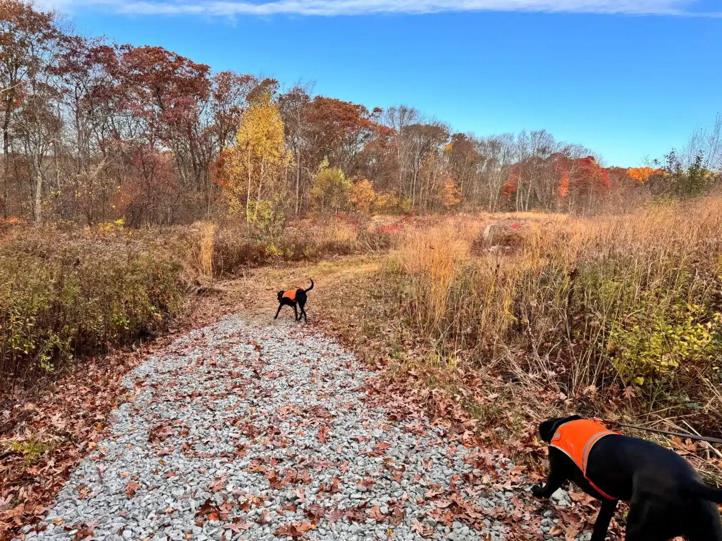 brown dog wearing orange vest on hiking trail in fall surrounded by meadow and golden leaves in rhode island