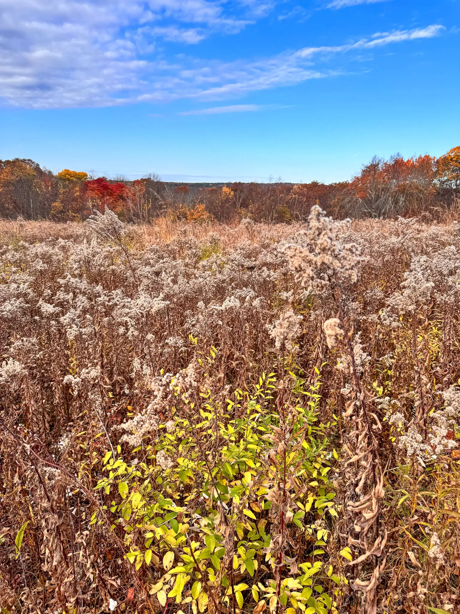 meadow and golden leaves at steere hill hike in rhode island