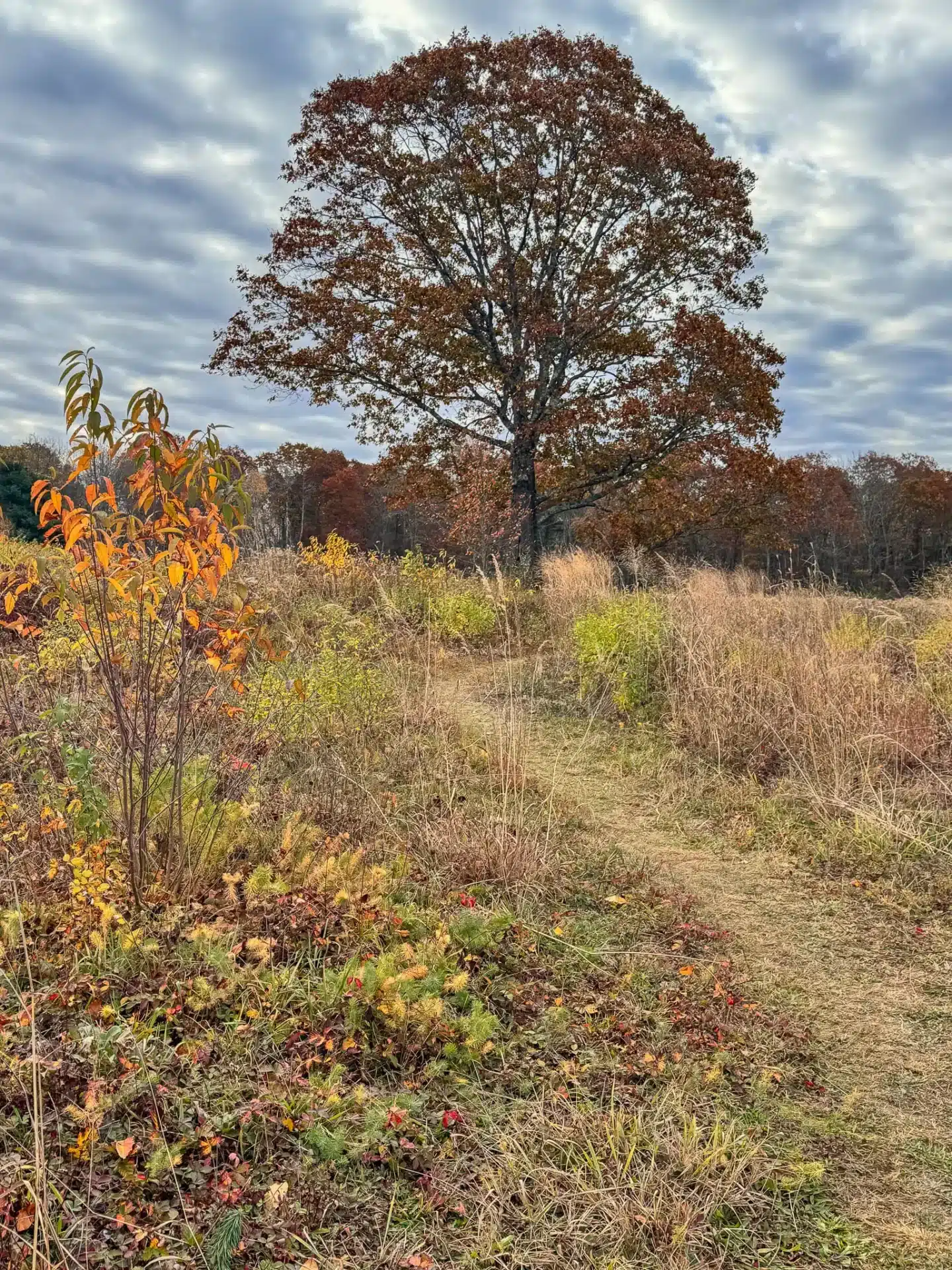 meadow trail leading to trees with golden leaves at steere hill hike in rhode island