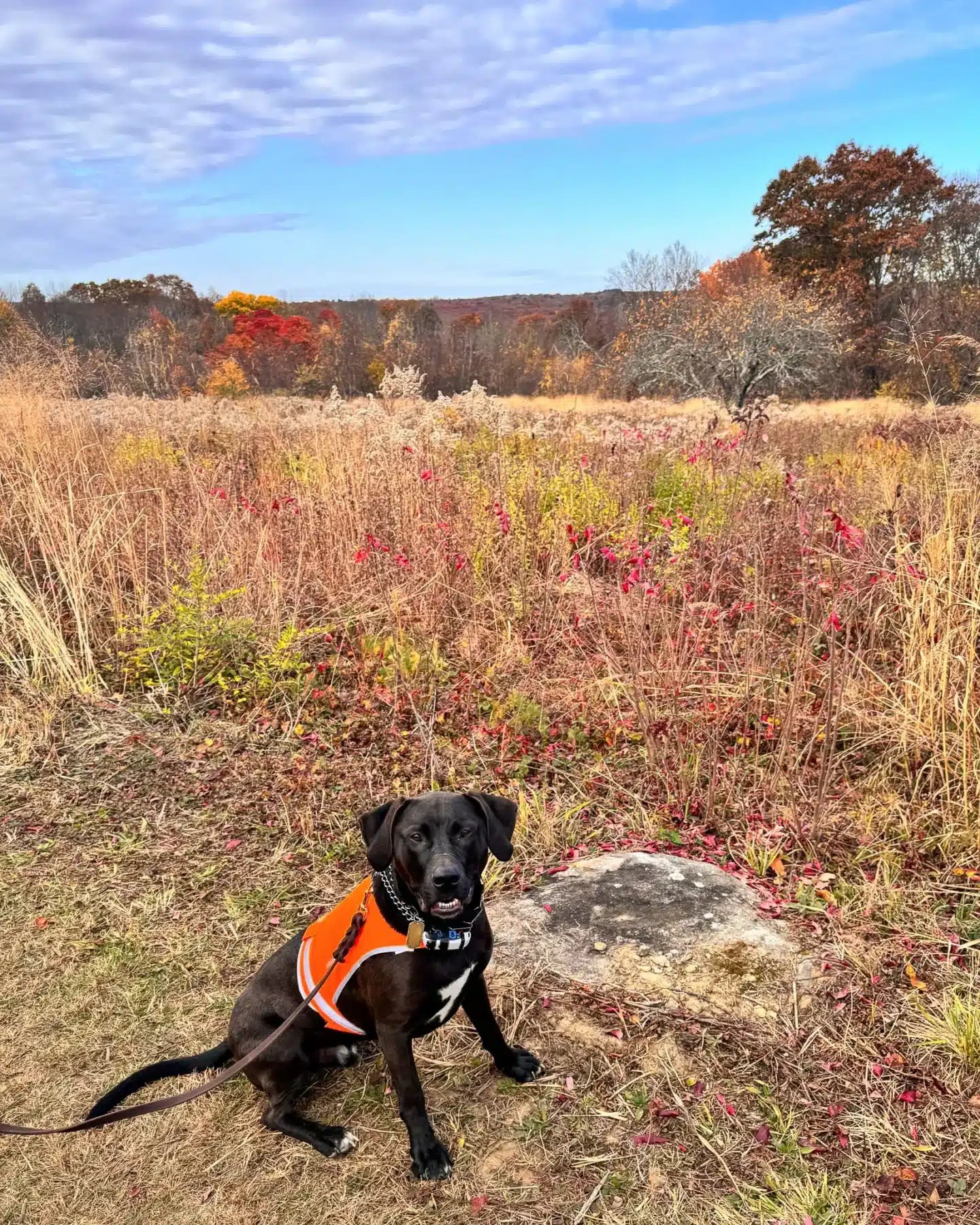 brown dog wearing orange vest on hiking trail in fall surrounded by meadow and golden leaves in rhode island