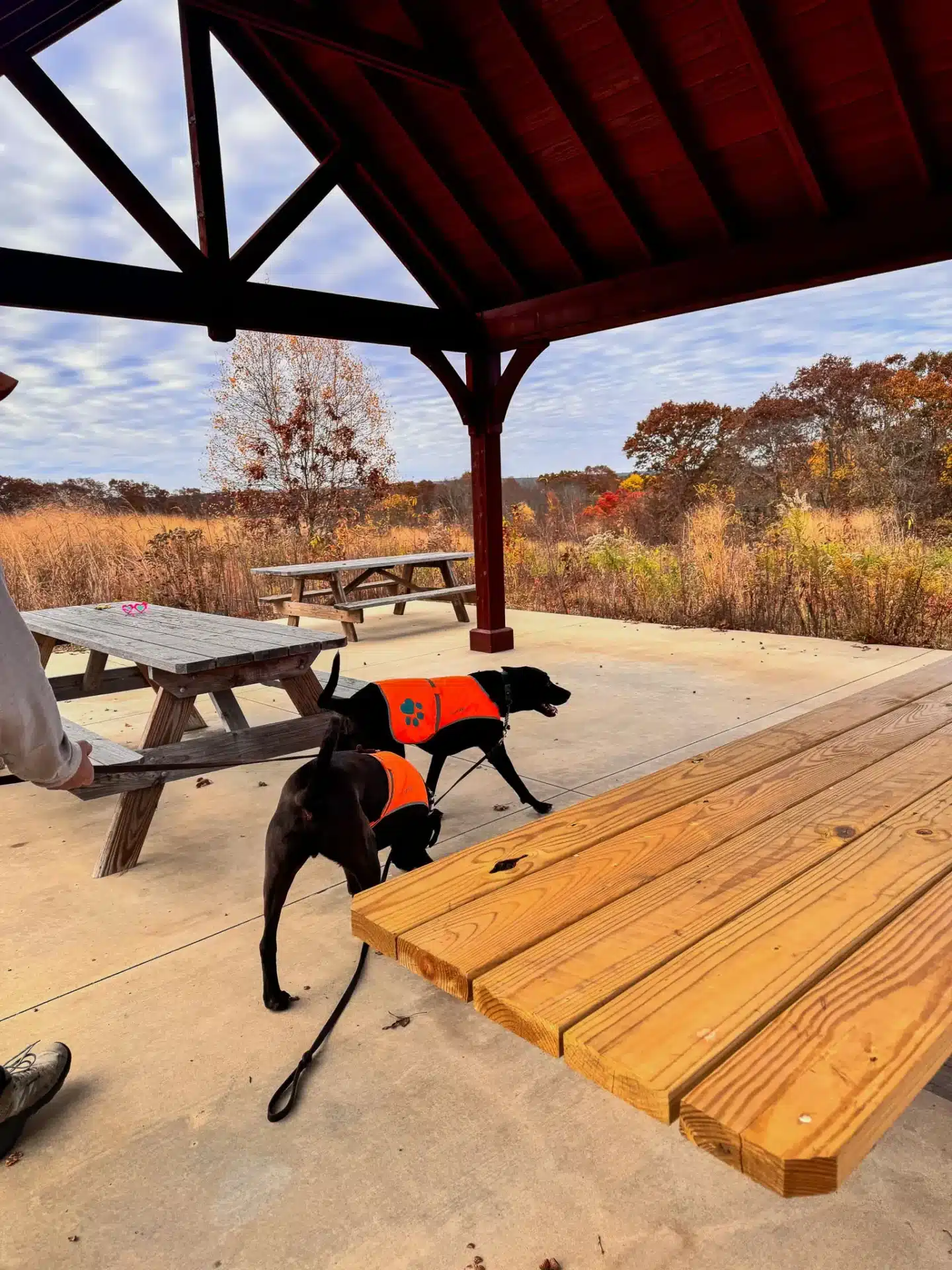 two black dogs wearing orange vests in gazebo of steere hill hike in rhode island