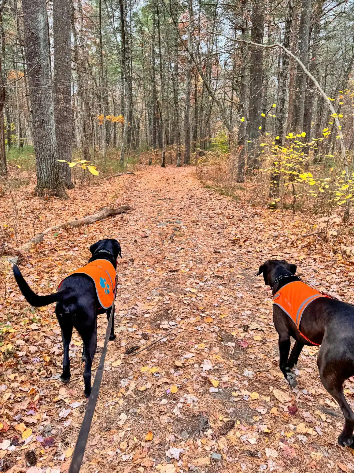 two black dogs wearing orange vests at steere hill hiking trail in rhode island surrounded by fall leaves and yellow trees