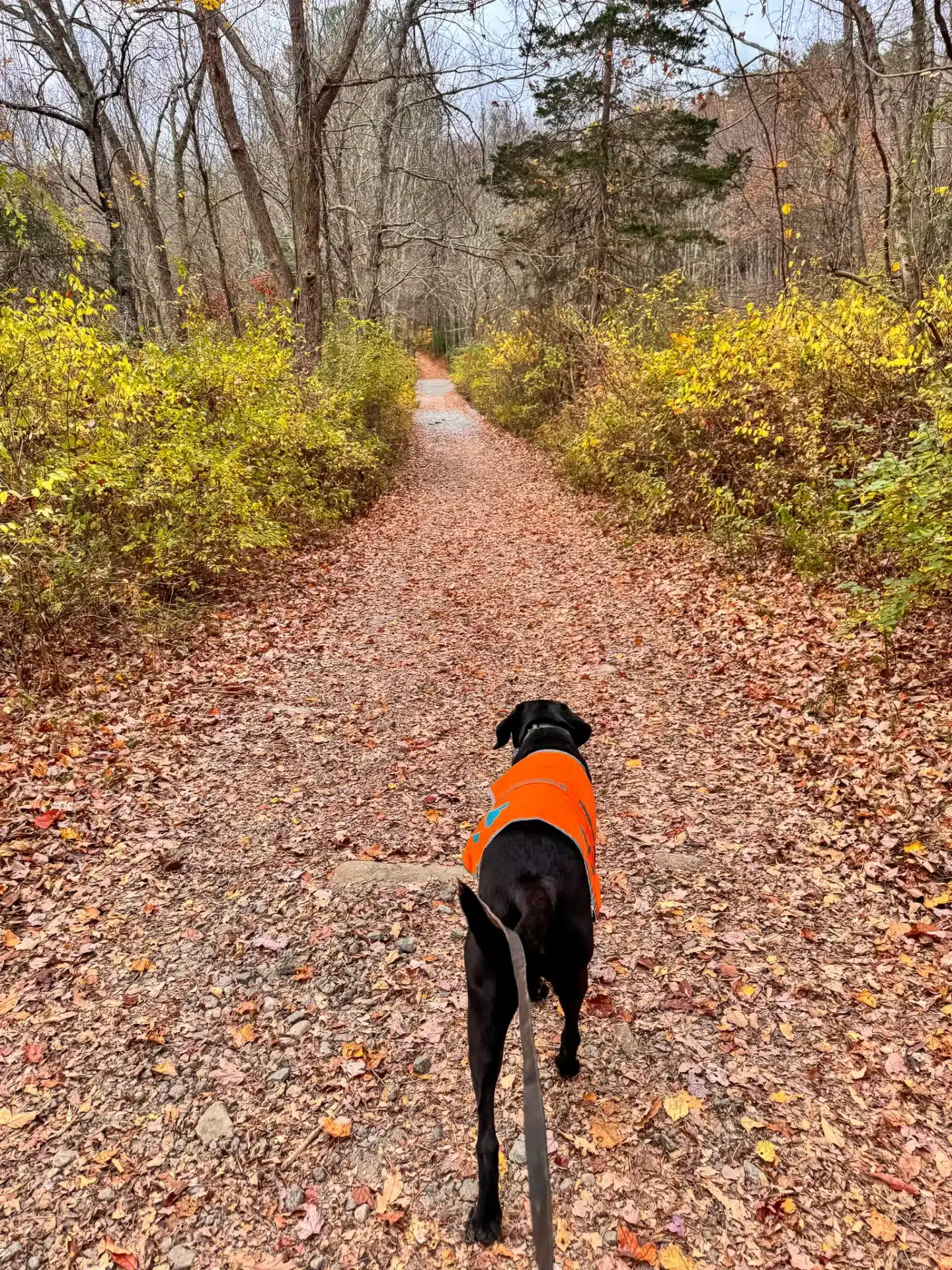 black dog wearing an orange vest at steere hill hiking trail in rhode island surrounded by fall leaves and yellow trees