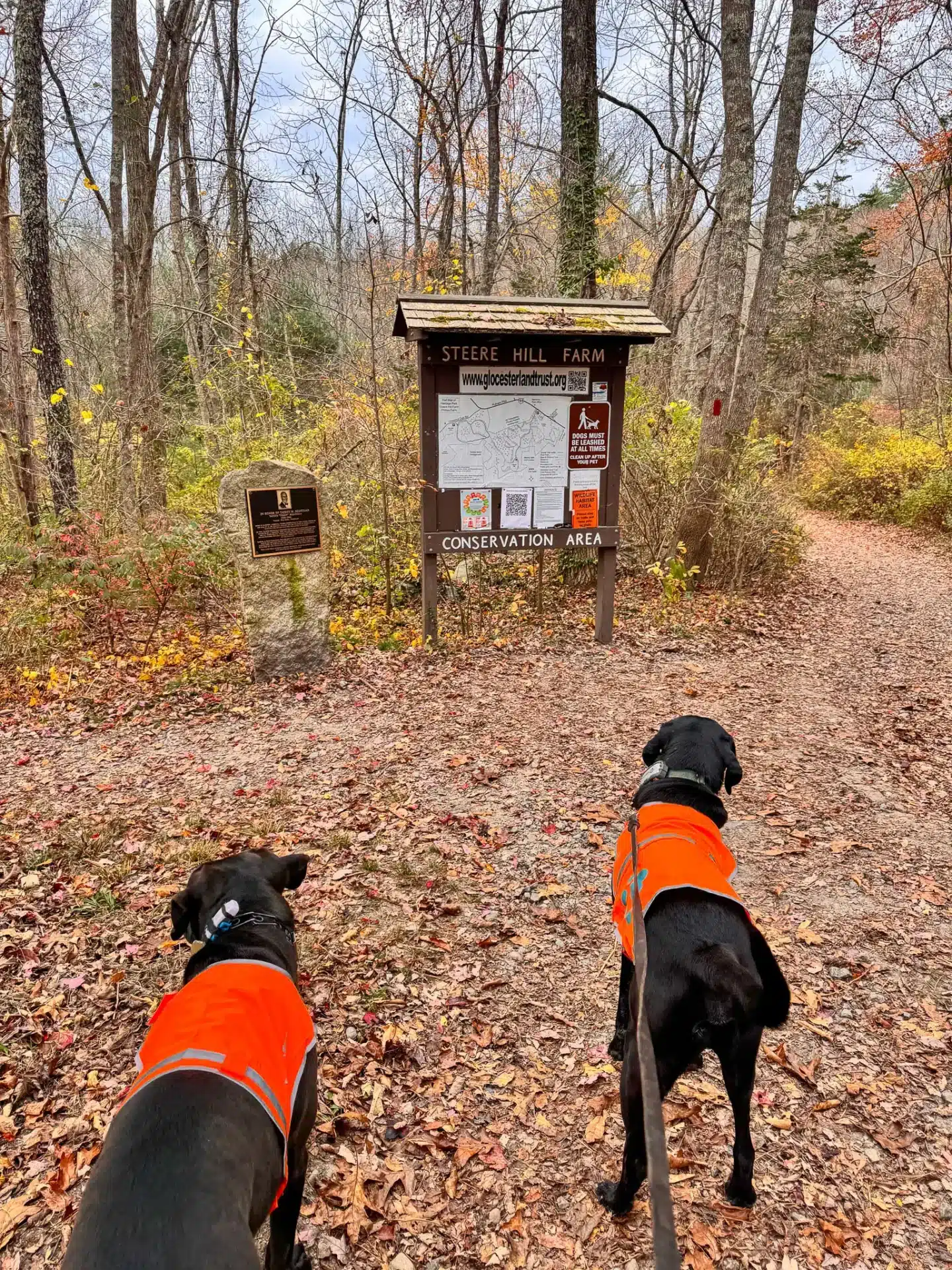 two black dogs wearing orange vests at steere hill hiking trail in rhode island surrounded by fall leaves and yellow trees