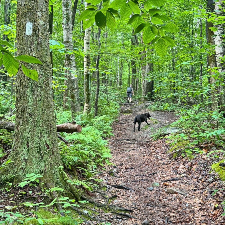 black dog on rocky dirt path in summer surrounded by green trees on the way up to cheshire cobbles hike