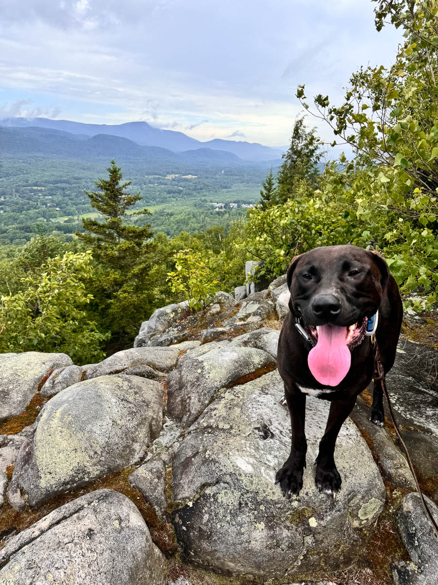 brown dog panting with pink tongue out at top of cheshire cobbles hike with rolling green mountains in the distance