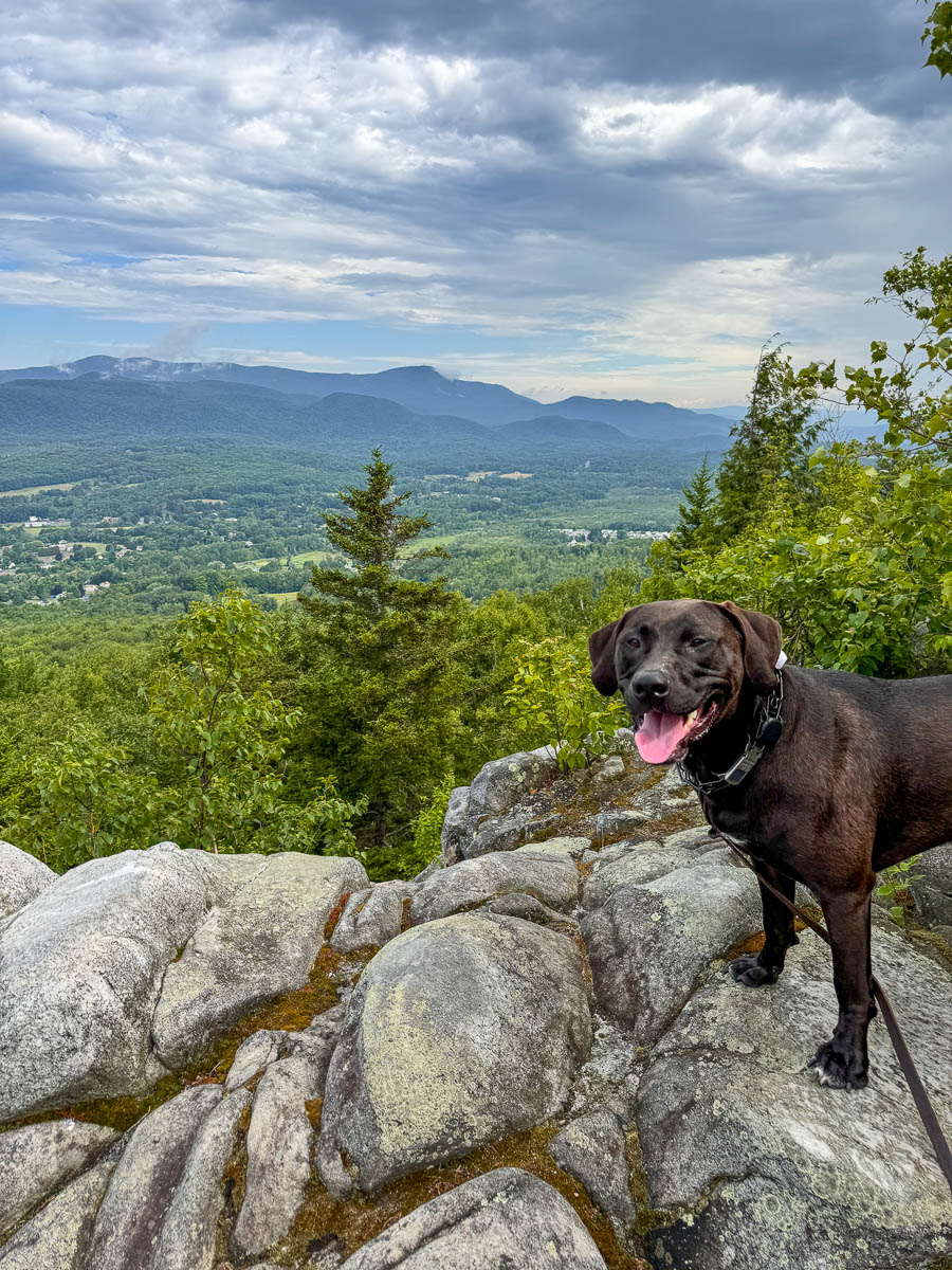 brown dog panting with pink tongue out at top of cheshire cobbles hike with rolling green mountains in the distance