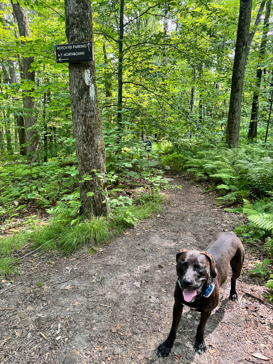 big brown dog smiling on rocky dirt path in summer surrounded by green trees on the way up to cheshire cobbles hike