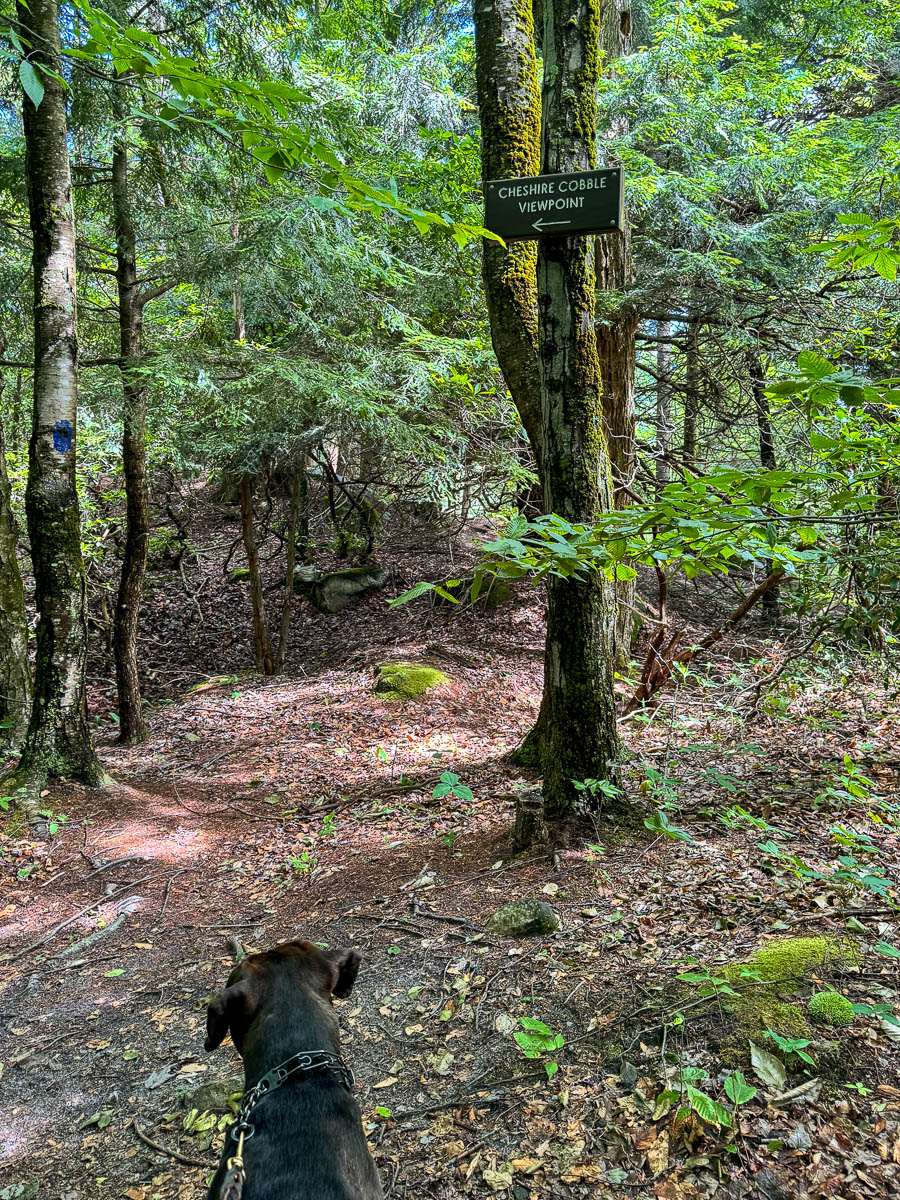 big brown dog on rocky dirt path in summer surrounded by green trees on the way up to cheshire cobbles hike