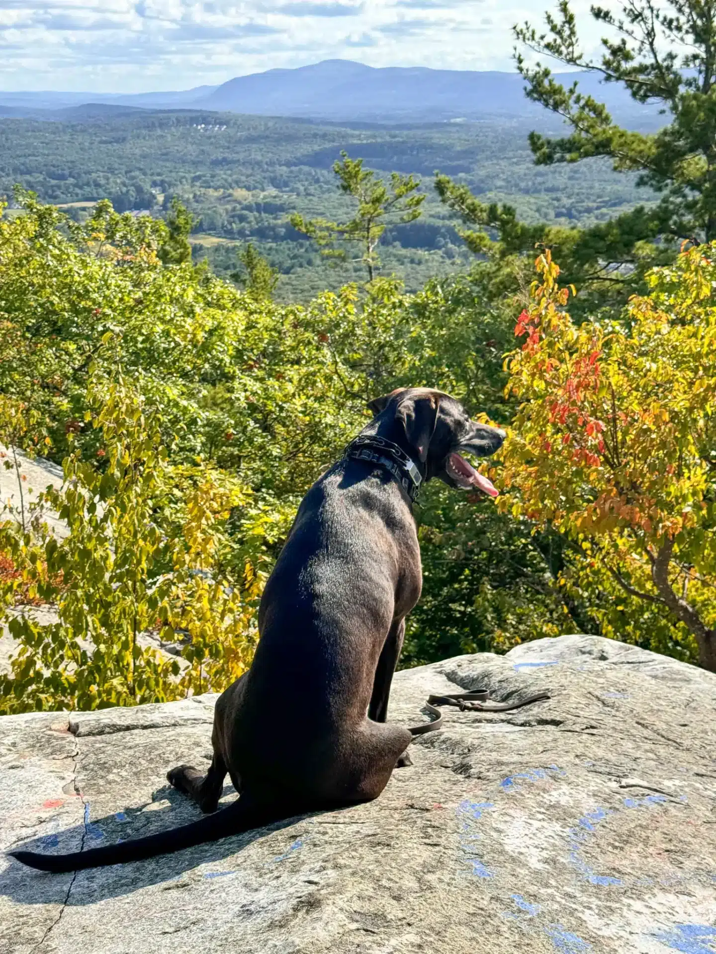 brown dog with tongue out sitting on top of flag rock in massachusetts with view of green trees and some yellow leaves at end of summer