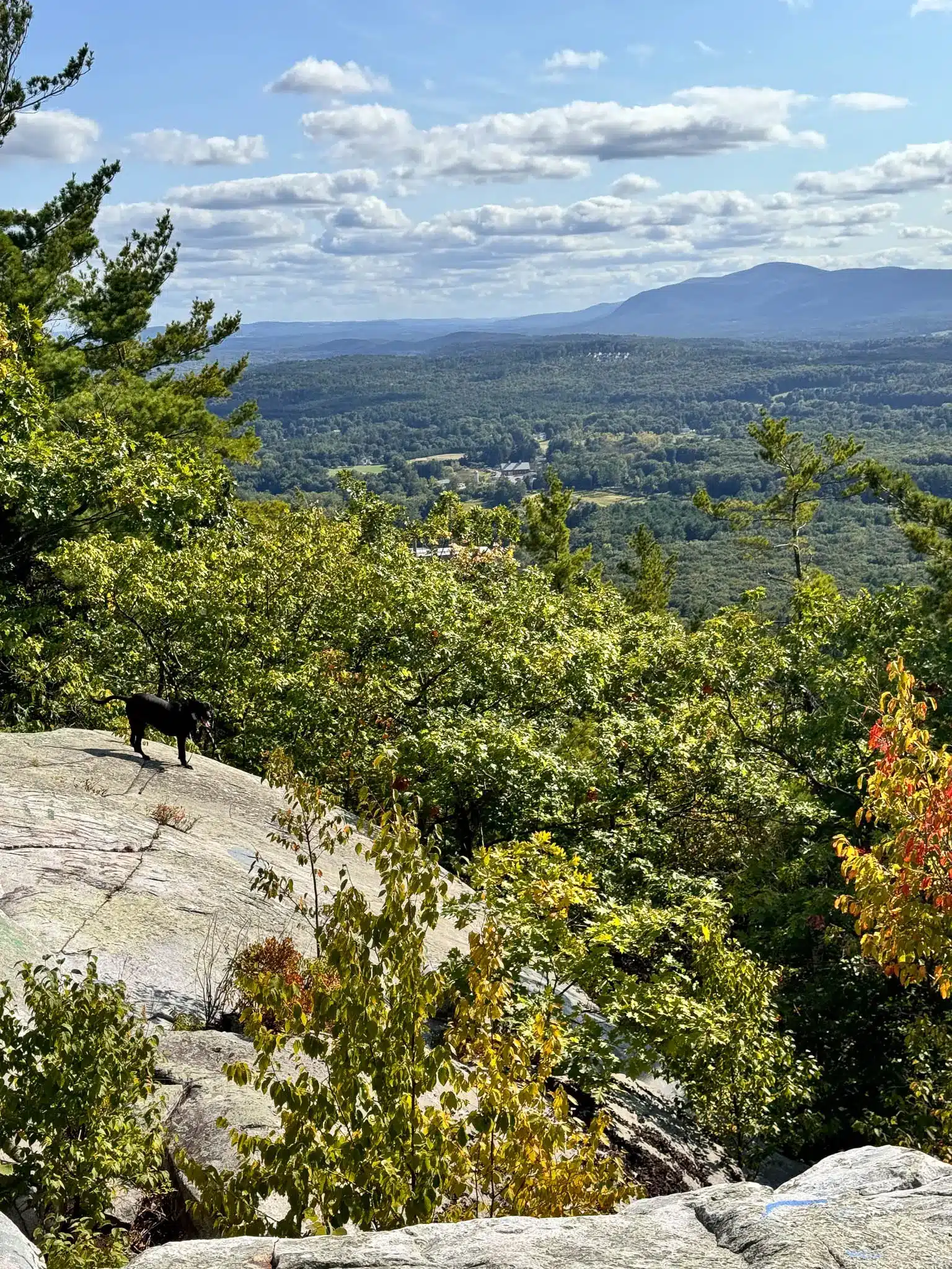 view on top of flag rock in massachusetts with view of green trees and some yellow leaves at end of summer