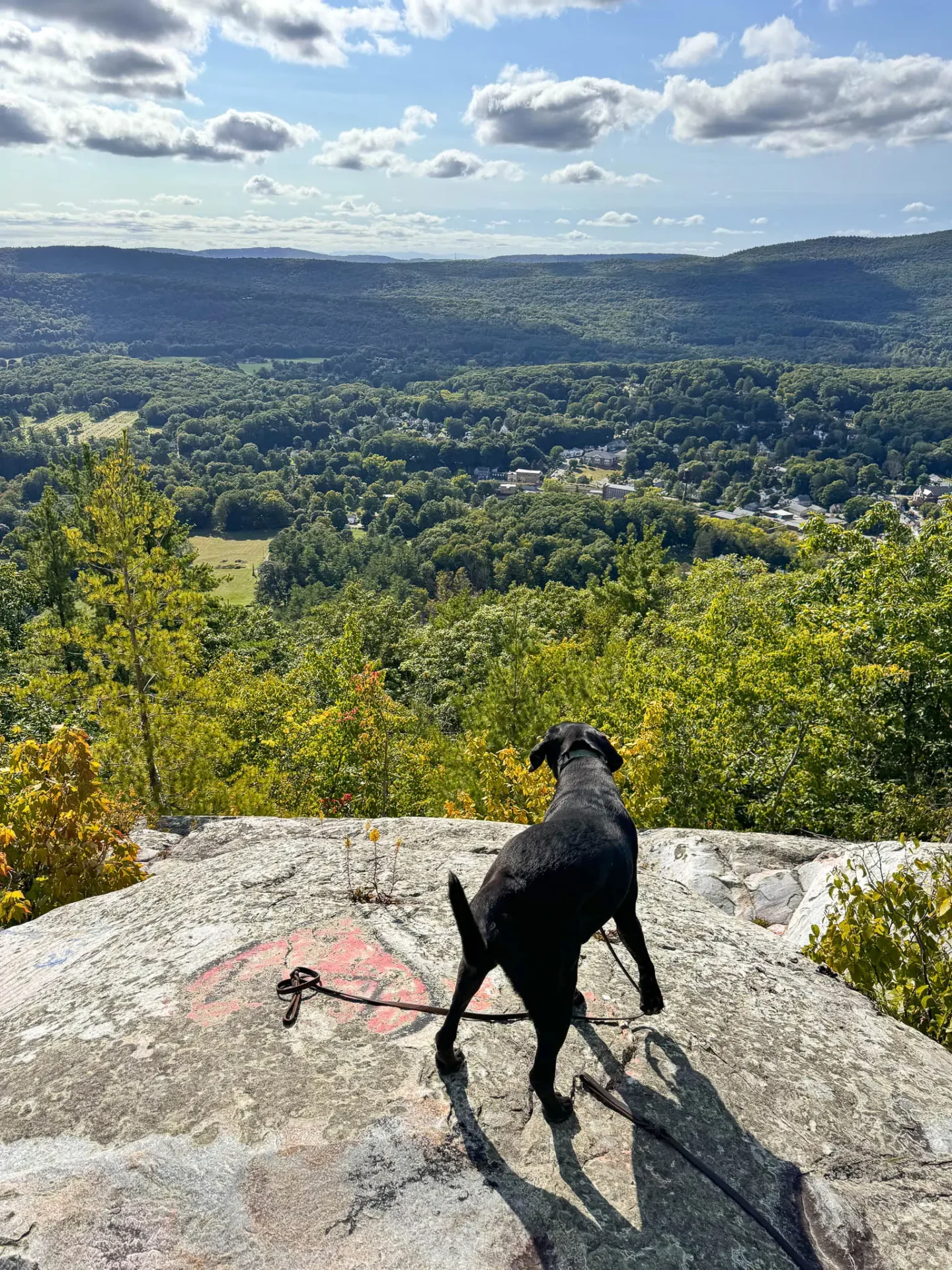 black dog on top of flag rock in massachusetts with view of green trees and some yellow leaves at end of summer