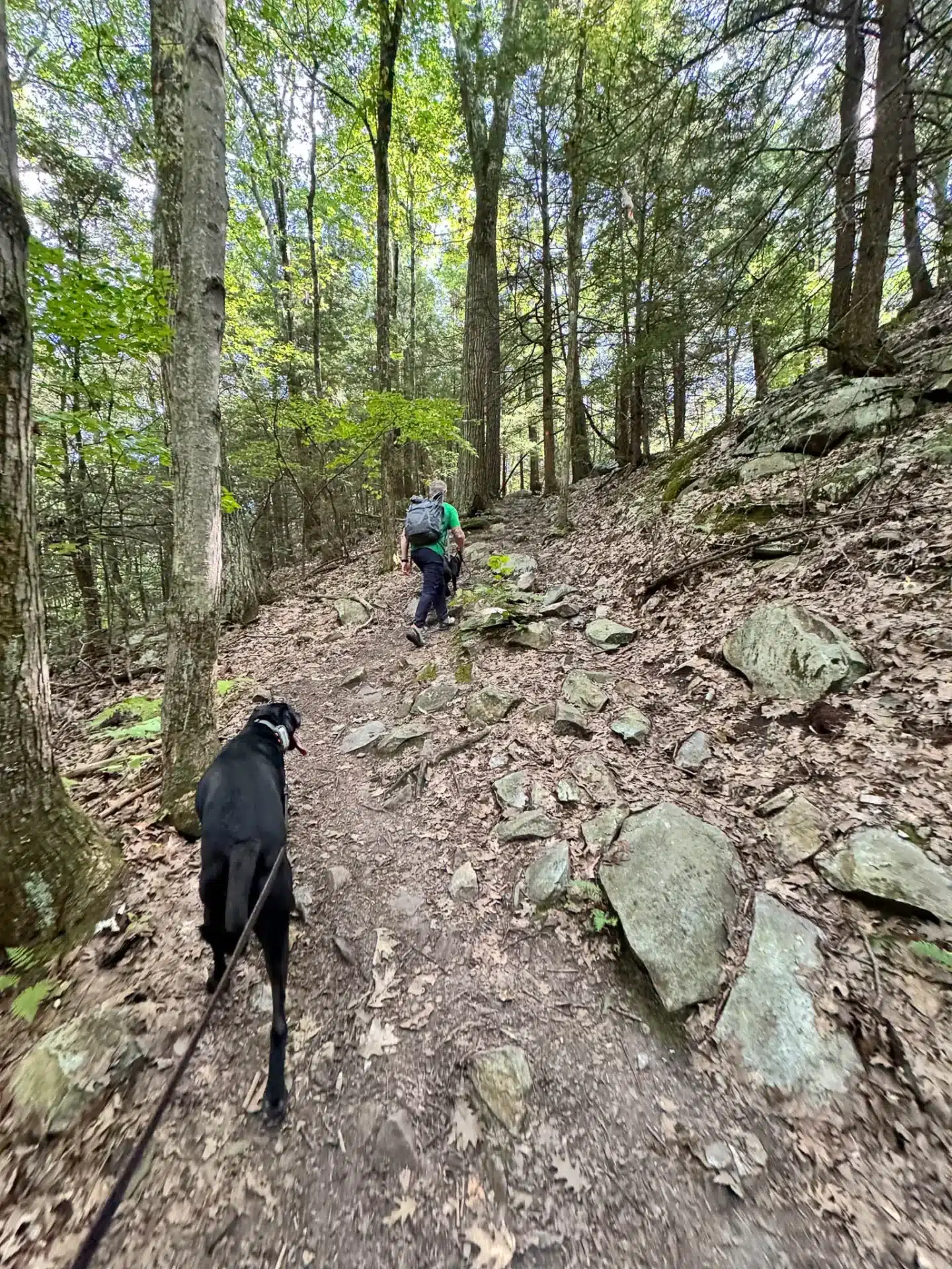 two big black labs walking on a leash on willow's trail in great barrington