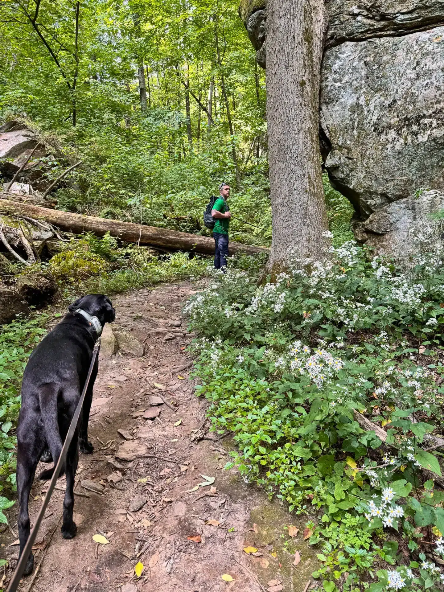 two big black labs walking on a leash on willow's trail in great barrington