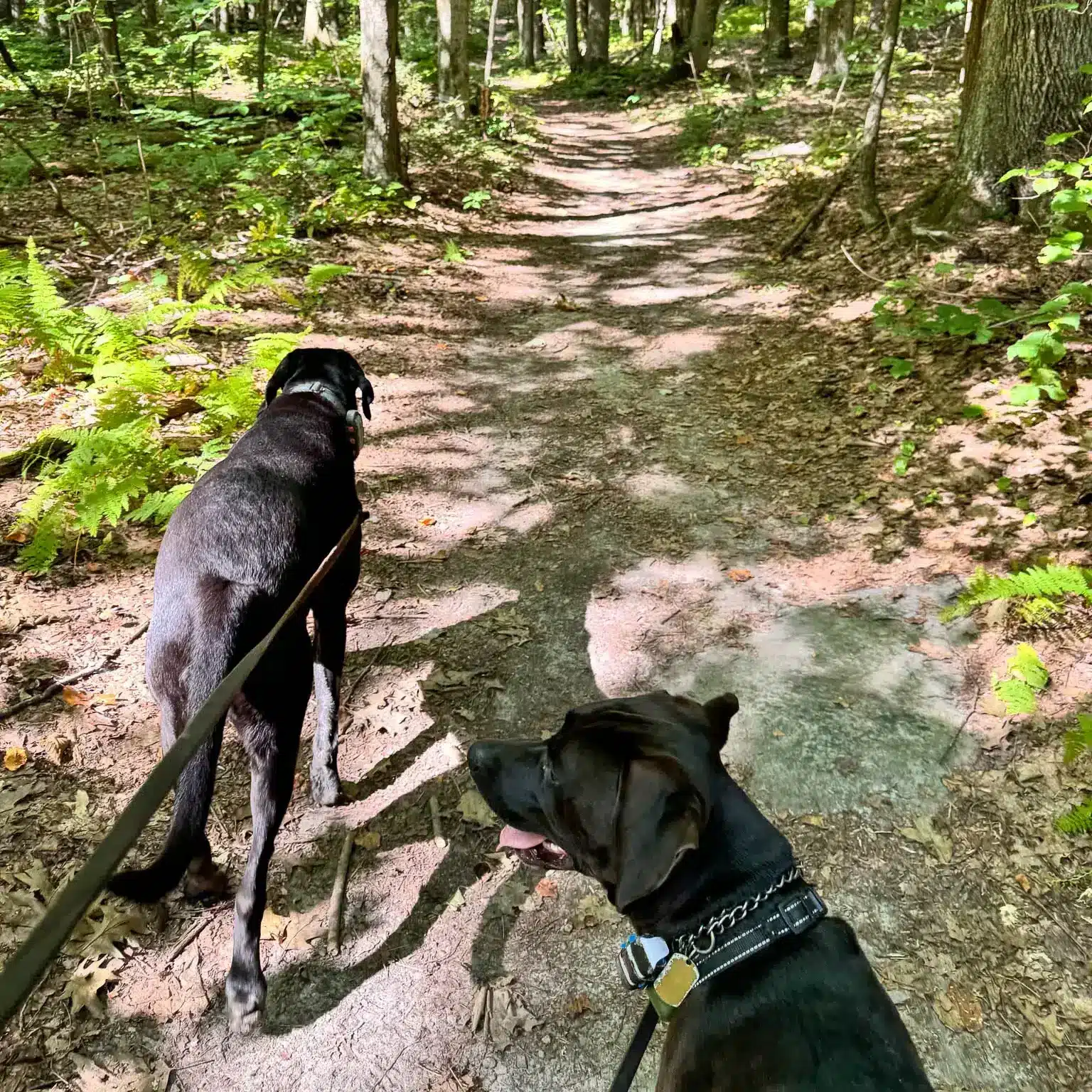 two big black labs walking on a leash on willow's trail in great barrington