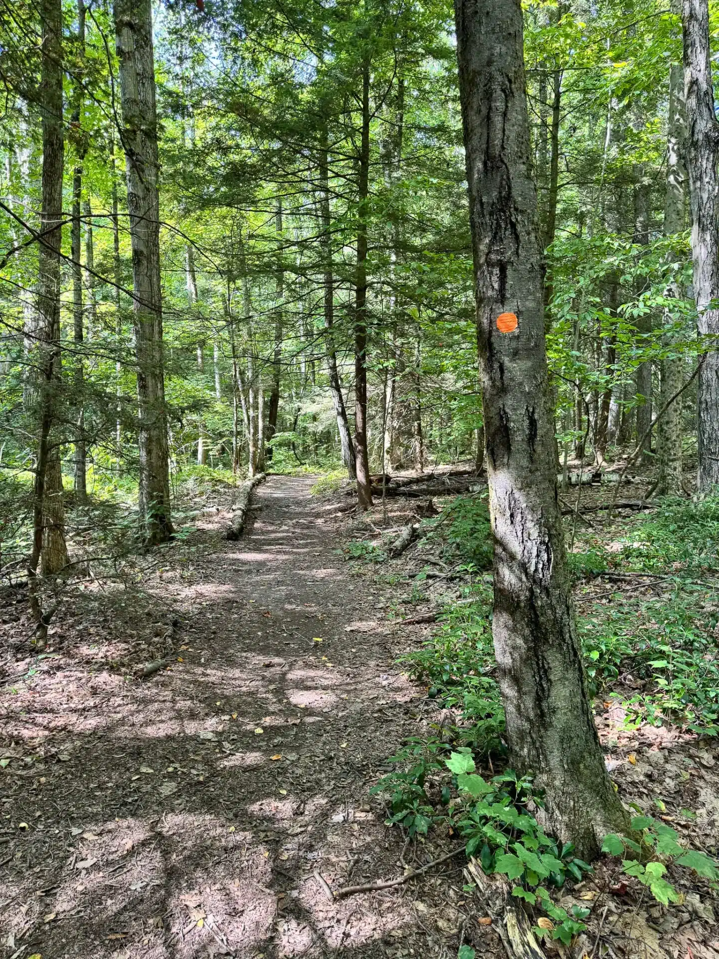 orange blaze on tree on willow's trail in massachusetts