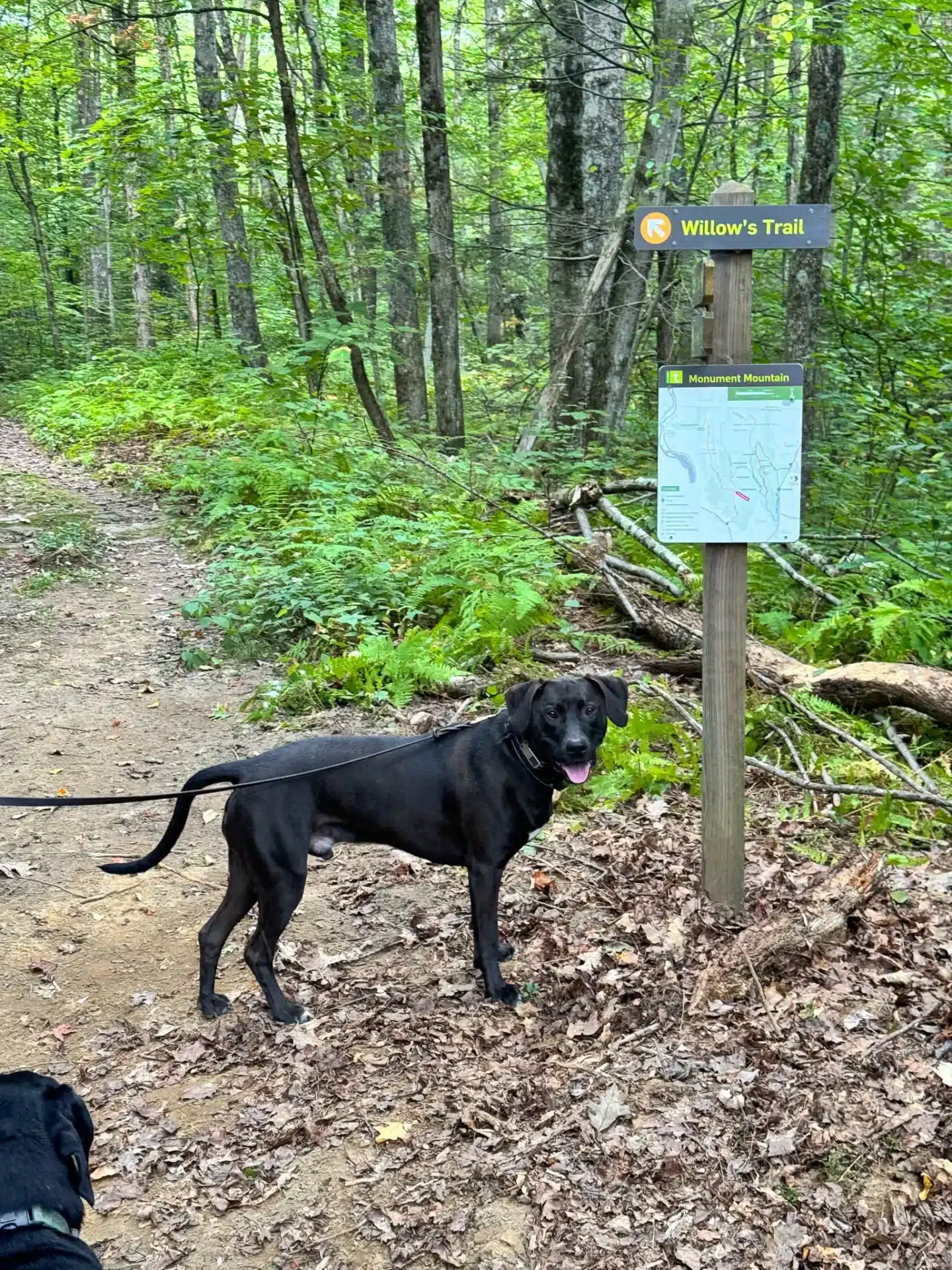 brown dog in front of sign on flag rock trail in massachusetts