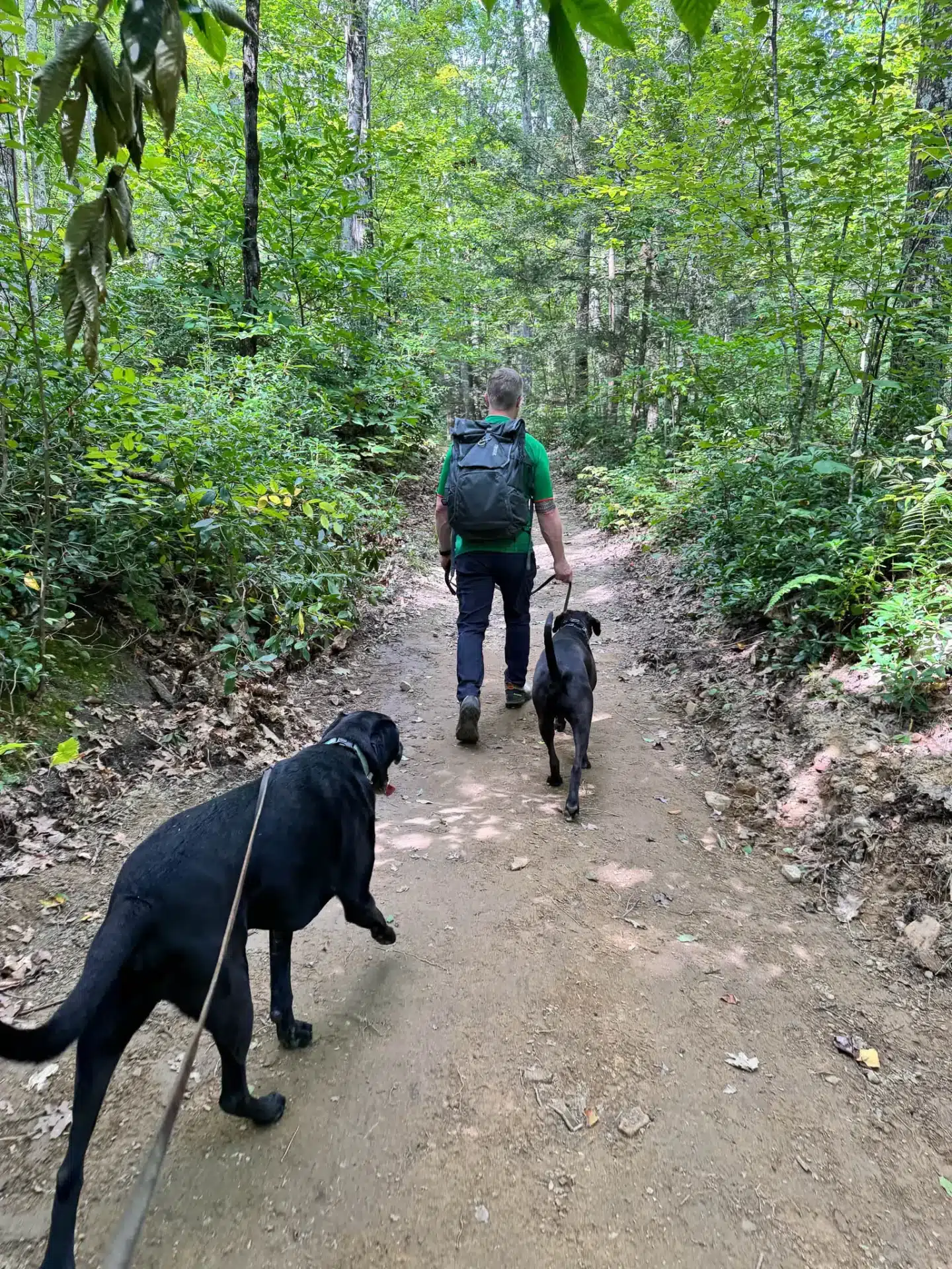 man walking with two big black dogs on leash trail in late summer with green leaves on trees in great barrington