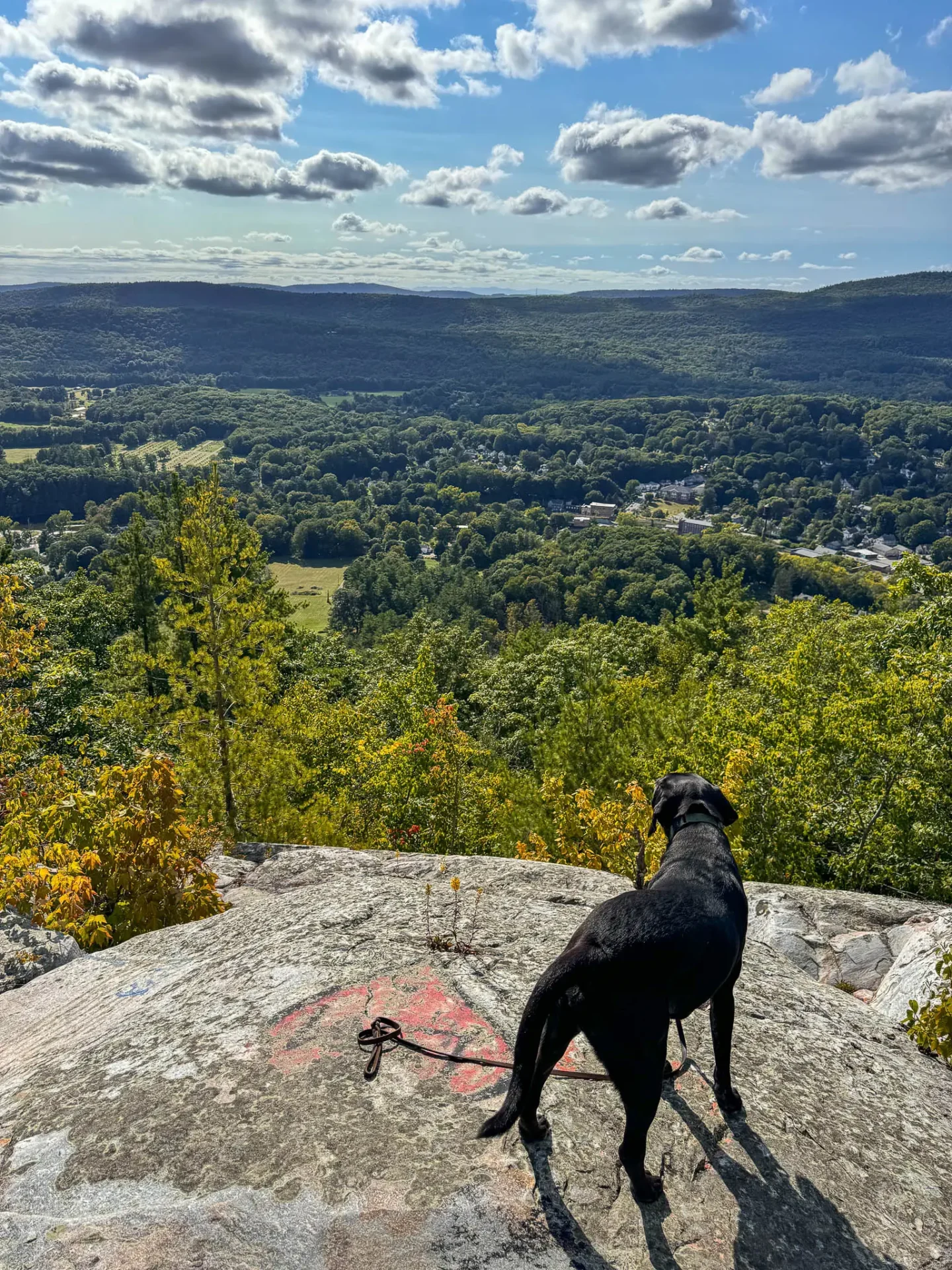 black lab on top of flag rock hike in great barrington in late summer with green mountains in the distance