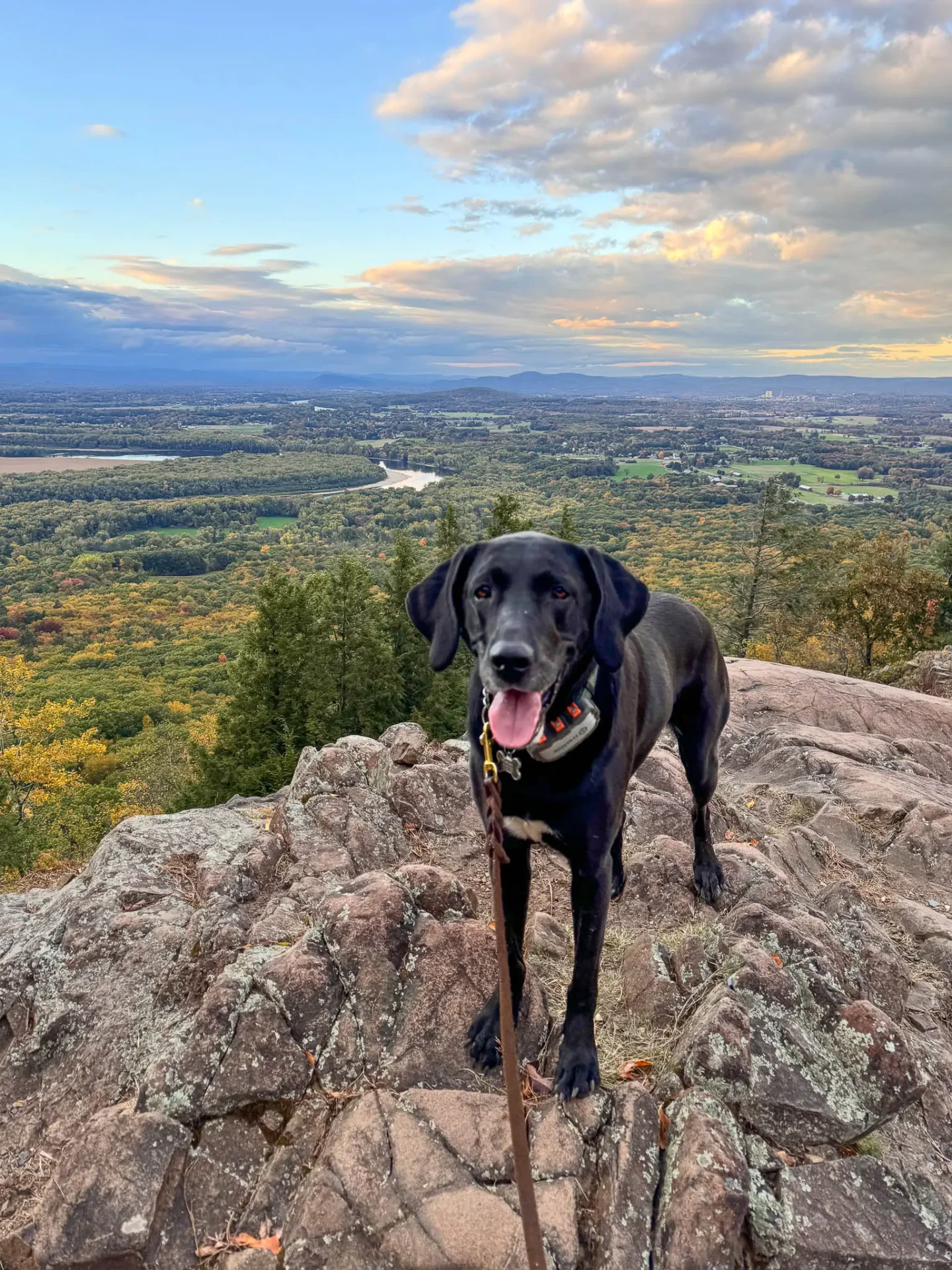 black dog on summit of mount holyoke in early fall with green mountains and light yellow leaves in the distance