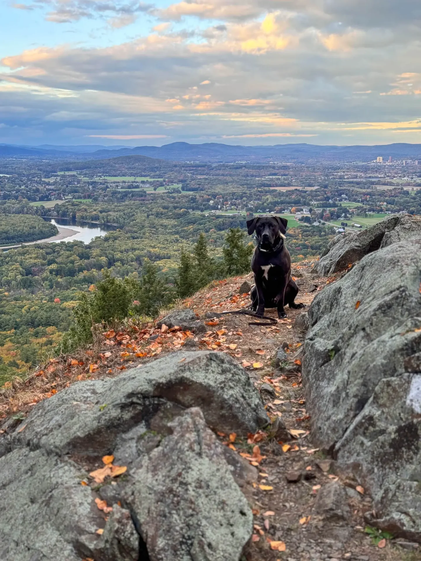 brown dog sitting on summit of mount holyoke in early fall with green mountains and light yellow leaves in the distance