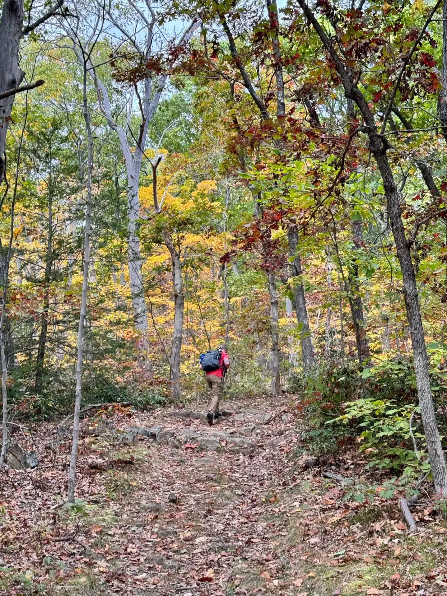 man in red t-shirt hiking through skinner state park in early fall with orange and yellow leaves