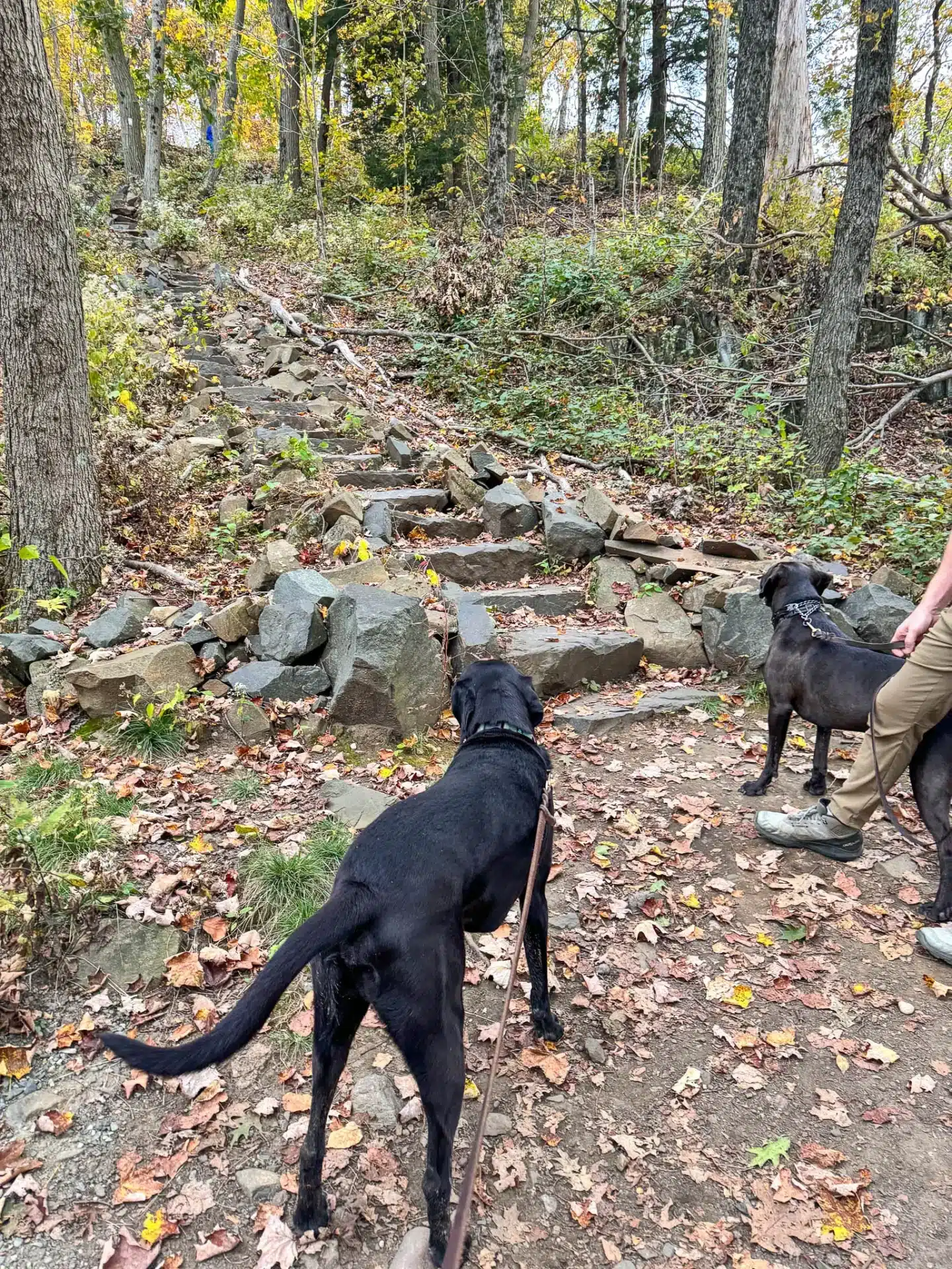 two black dogs on dry brook trail in skinner state park in massachusetts