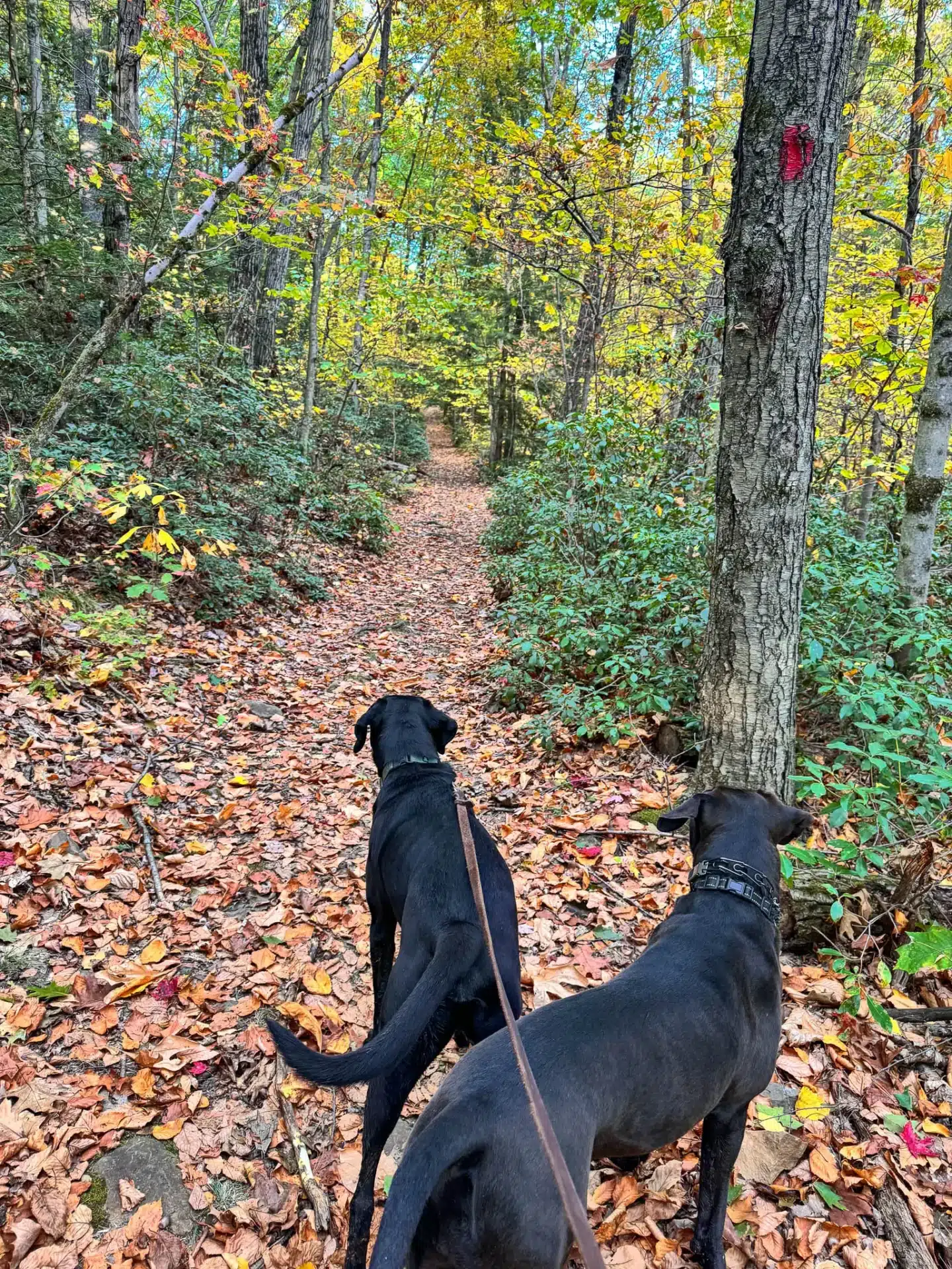 two black dogs on dry brook trail in skinner state park in massachusetts