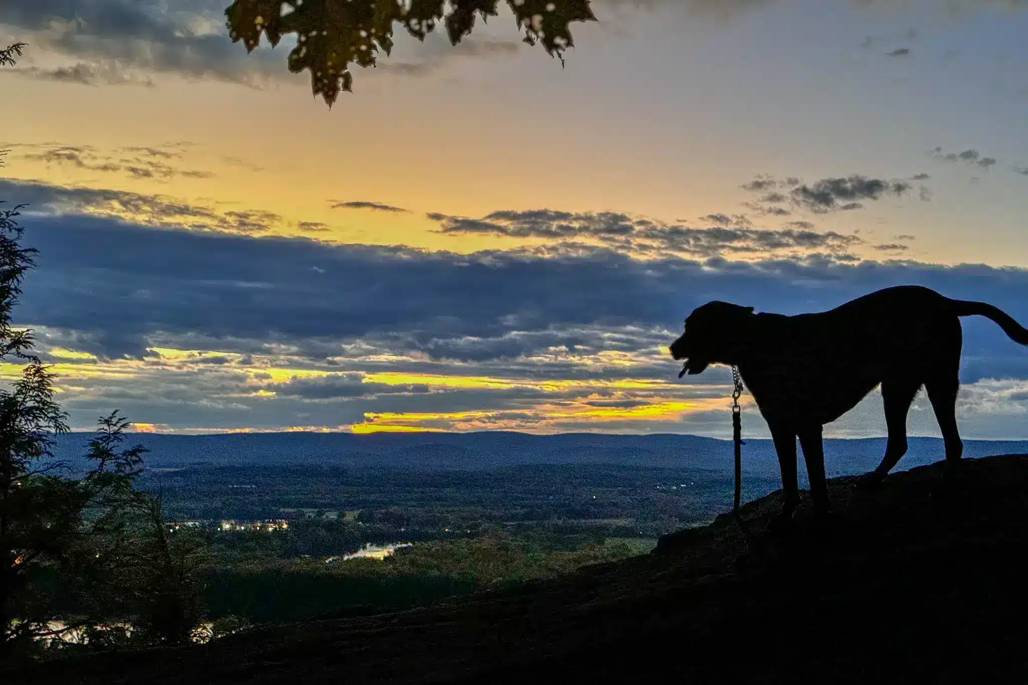 silhouette of big dog on mount holyoke at sunset time