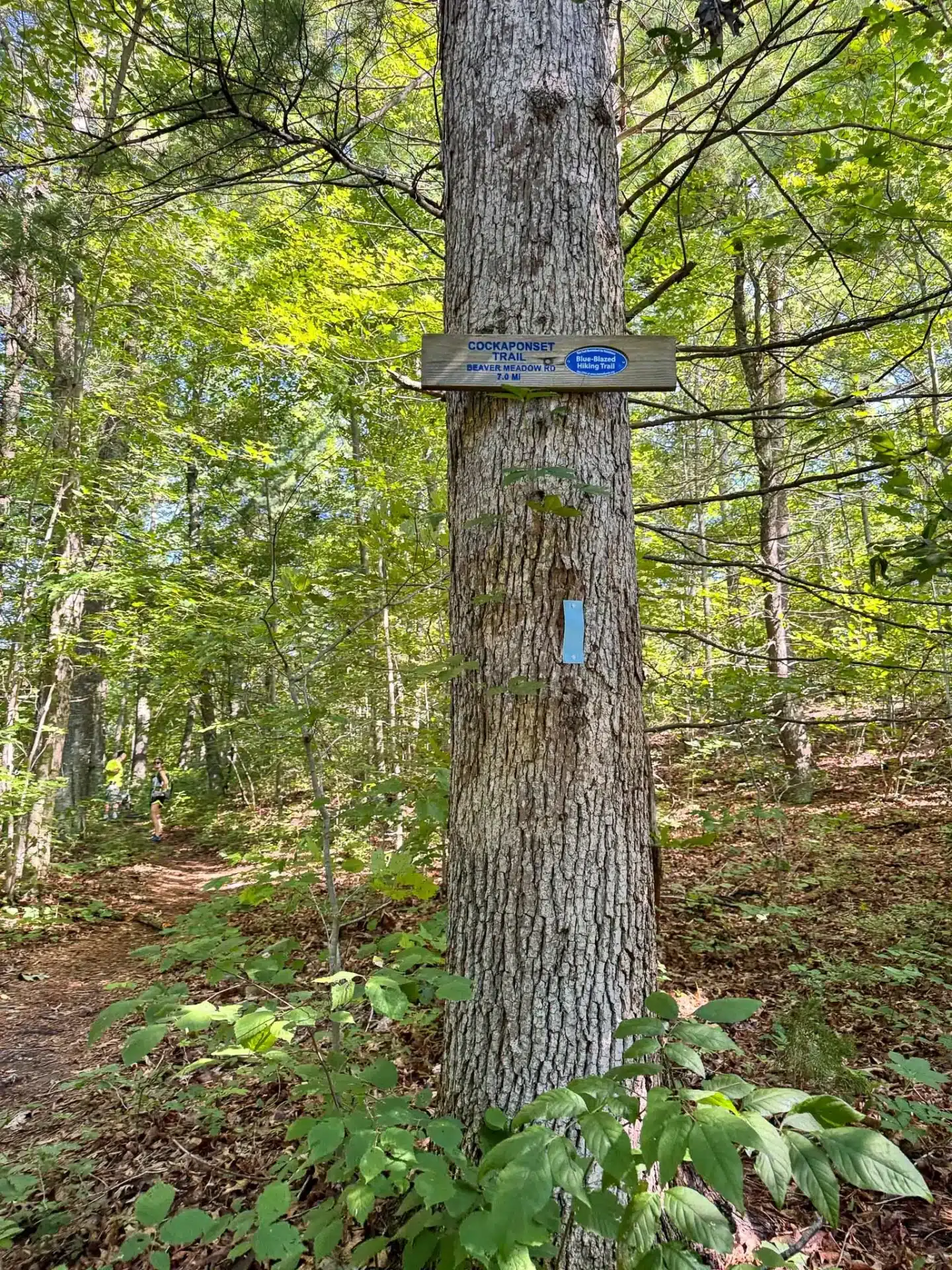 big dogs hiking in cockaponset state forest in connecticut in summer with green trees