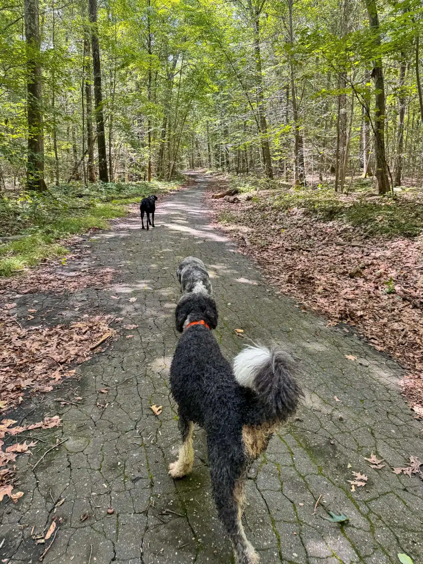 big dogs hiking in cockaponset state forest in connecticut in summer with green trees