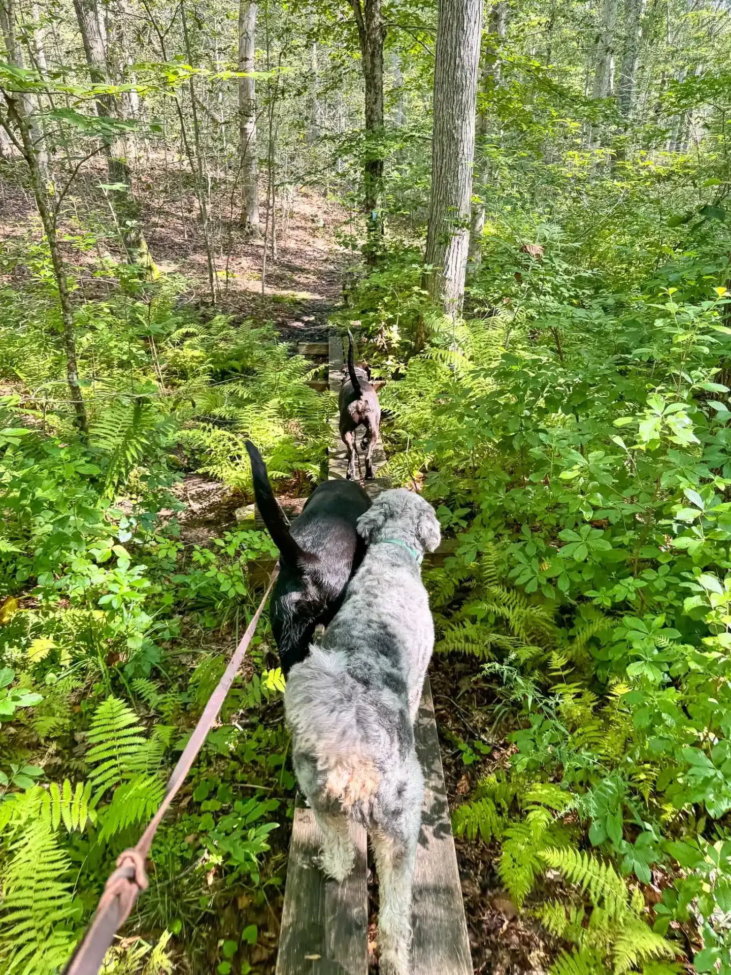 big dogs hiking in cockaponset state forest in connecticut in summer with green trees