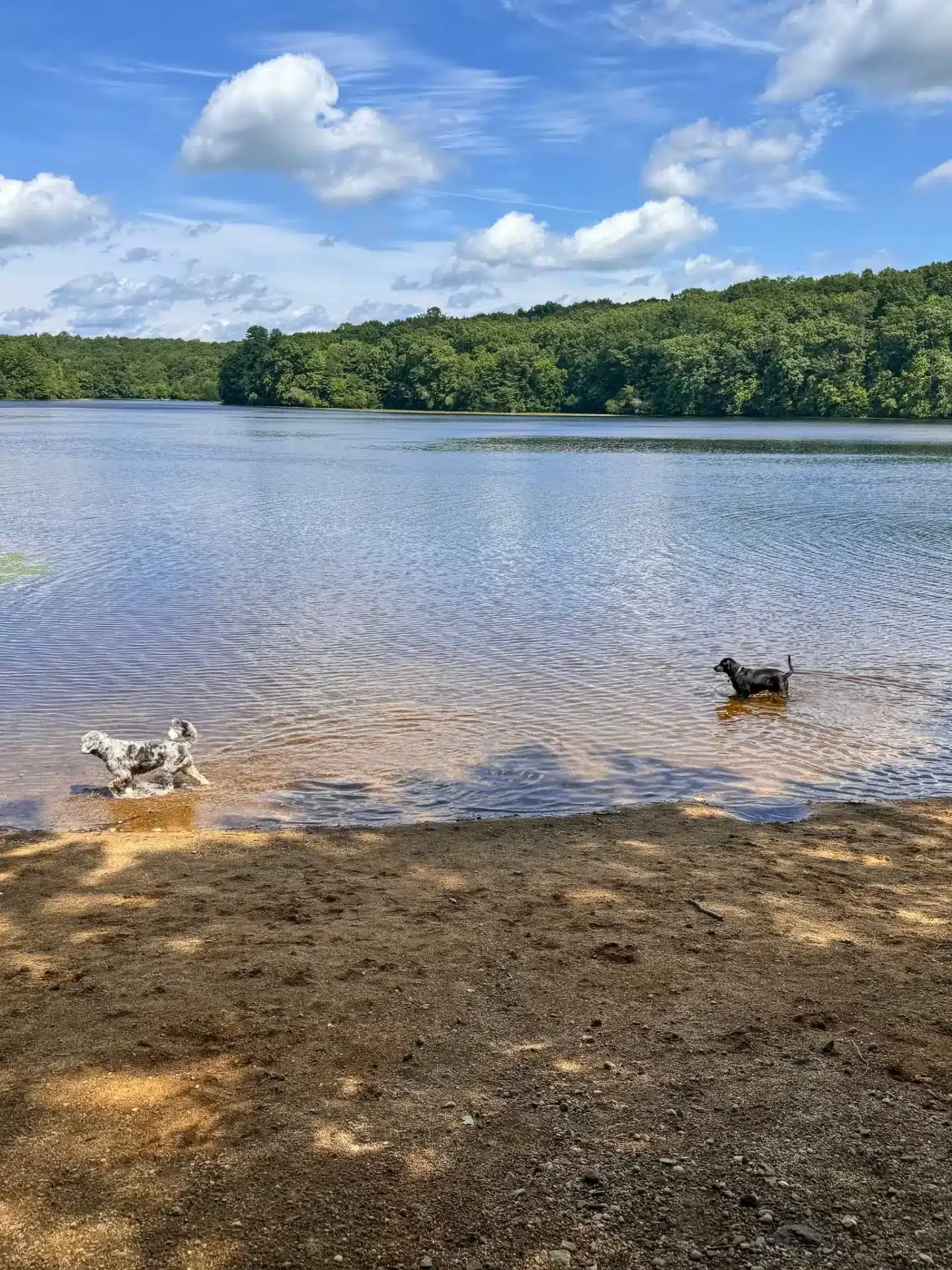 dogs swimming in pattaconk reservoir in connecticut with blue water surrounded by green trees and blue sky in summer