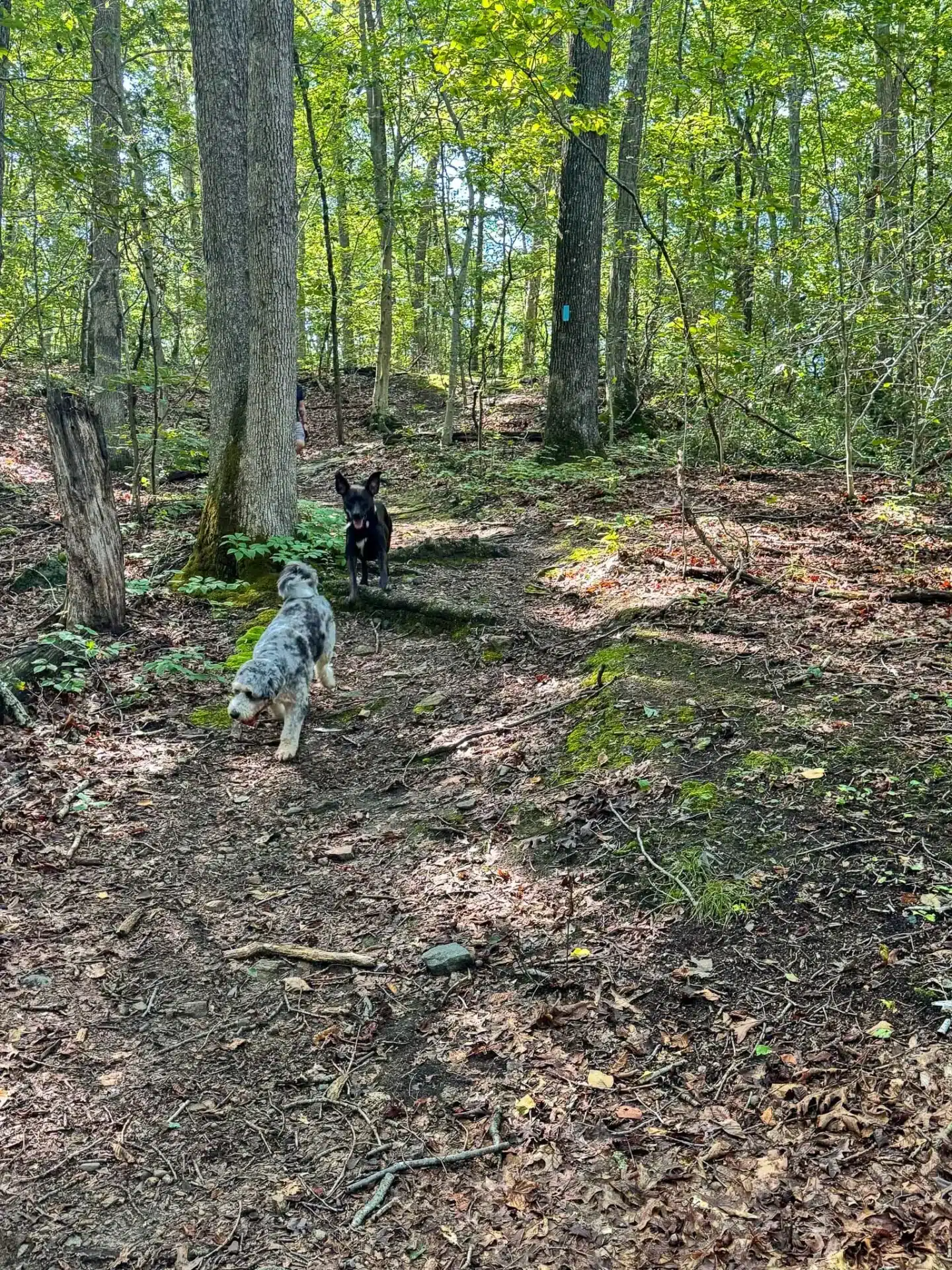 big dogs hiking in cockaponset state forest in connecticut in summer with green trees