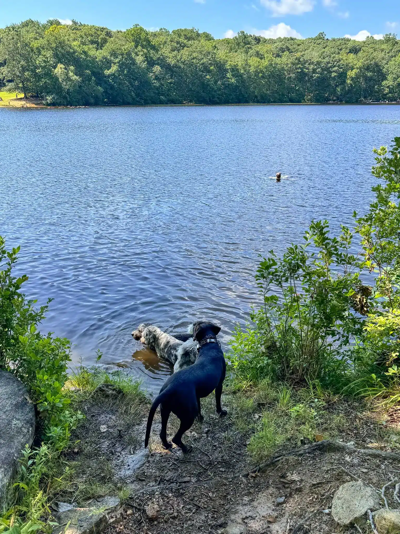 dogs swimming in pattaconk reservoir in connecticut with blue water surrounded by green trees and blue sky in summer