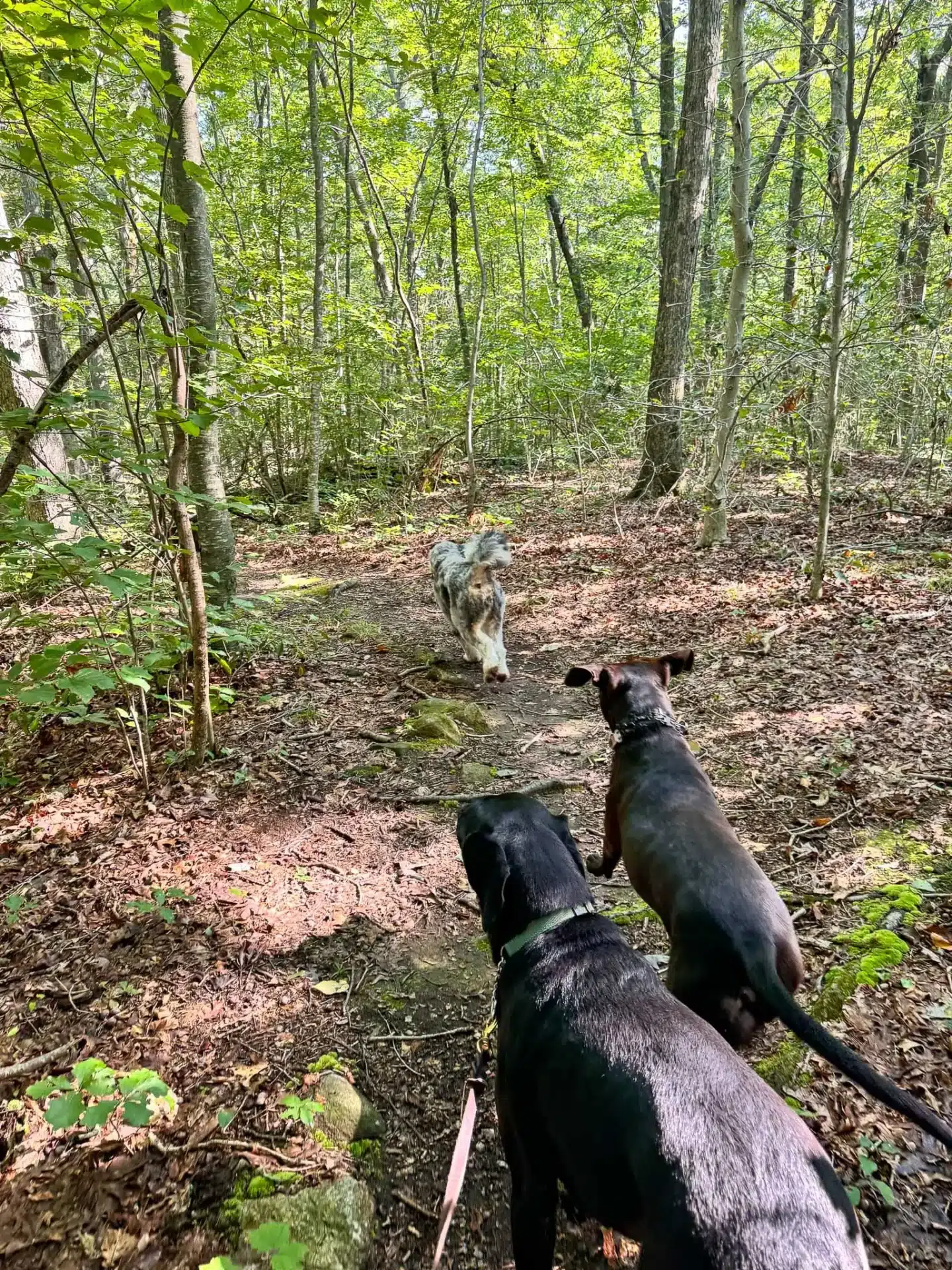 big dogs hiking in cockaponset state forest in connecticut in summer with green trees