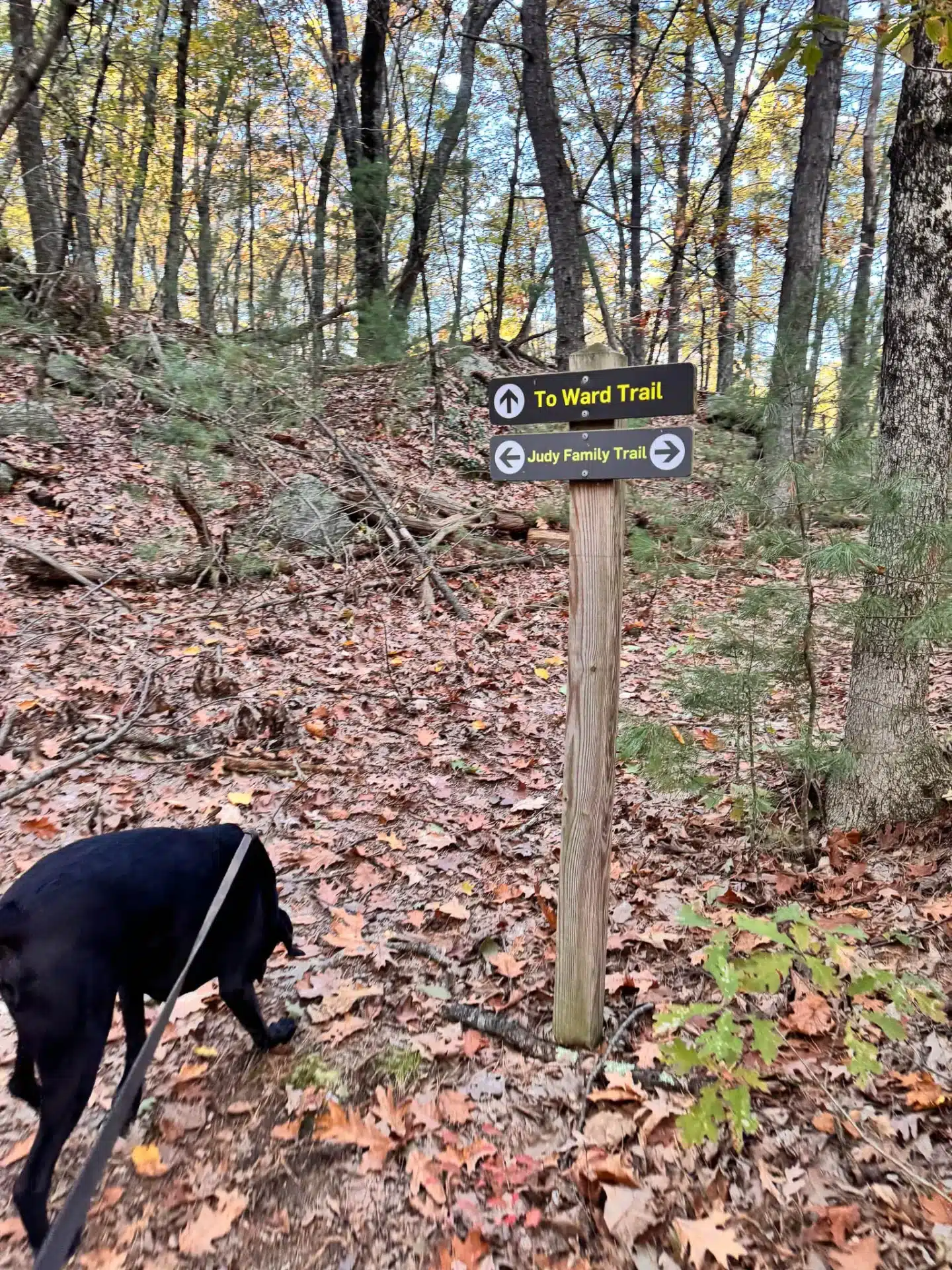 black dog on trail to holt hill in massachusetts with brown and yellow leaves on the ground and a trail sign on the right